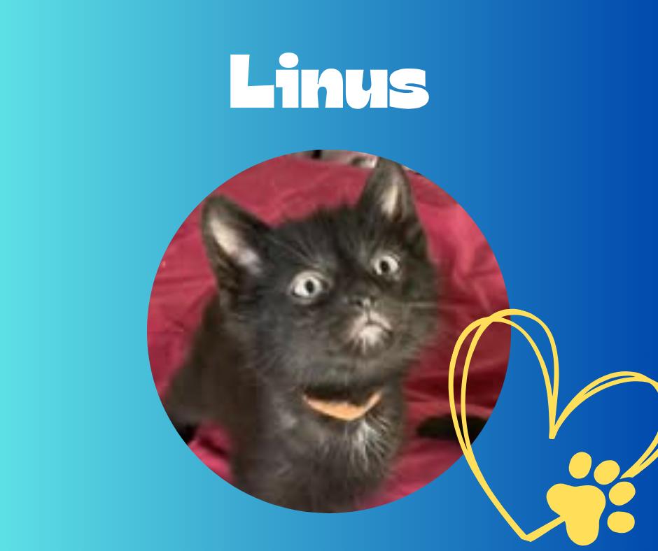 Enlarge Linus, a ADOPTABLE Domestic Short Hair in Chesapeake Beach, MD image 1/1