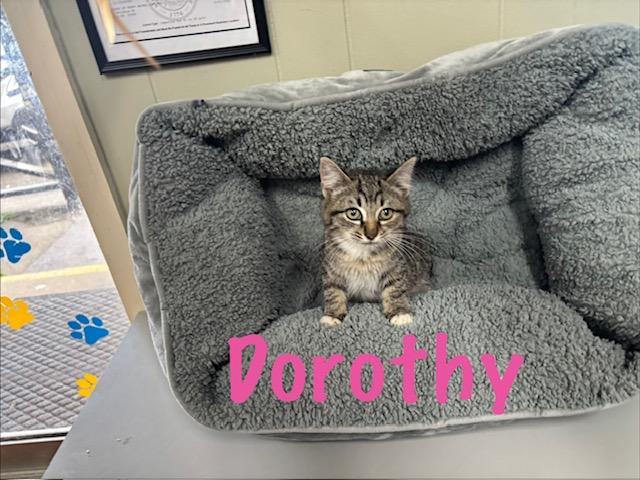 Enlarge Dorothy, an adopted American Bobtail in Perry, GA image 1/1