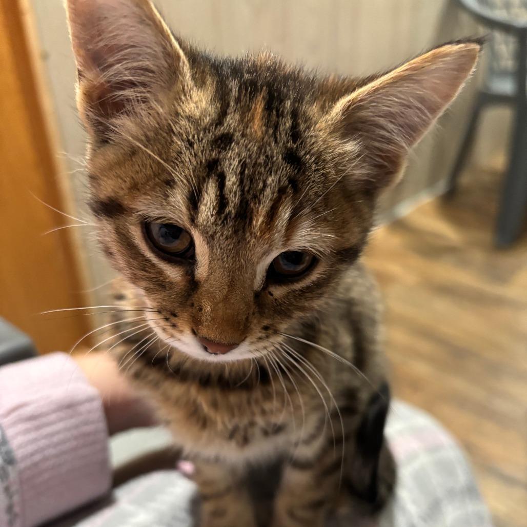 Enlarge Rose Dunn, a Adoptable Domestic Short Hair in Wichita, KS image 1/6