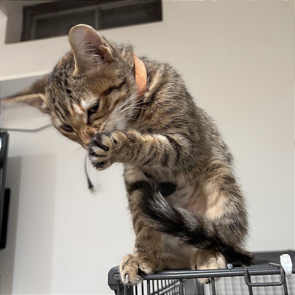 Enlarge Rose Dunn, a Adoptable Domestic Short Hair in Wichita, KS image 2/6