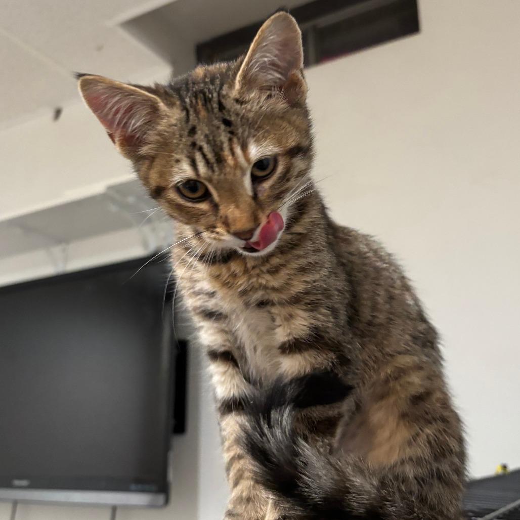 Enlarge Rose Dunn, a Adoptable Domestic Short Hair in Wichita, KS image 3/6