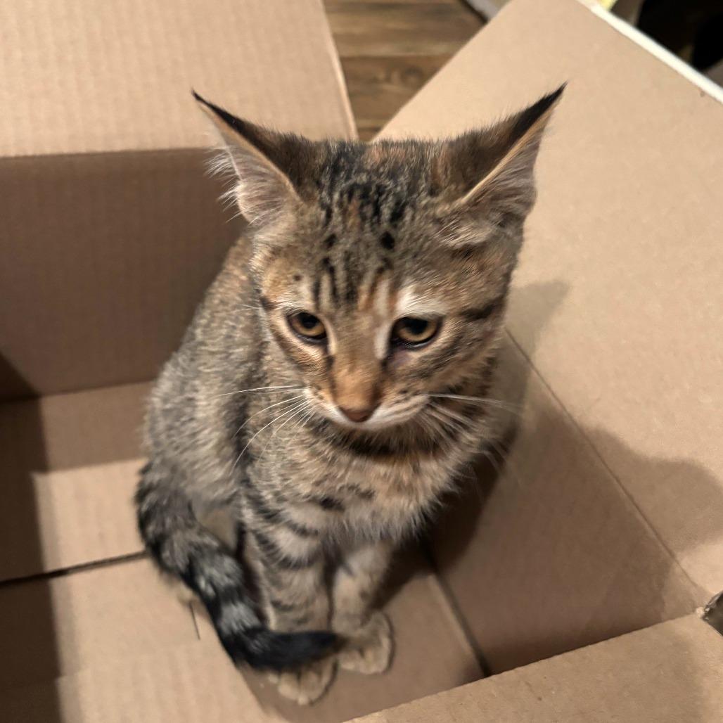 Enlarge Rose Dunn, a Adoptable Domestic Short Hair in Wichita, KS image 6/6