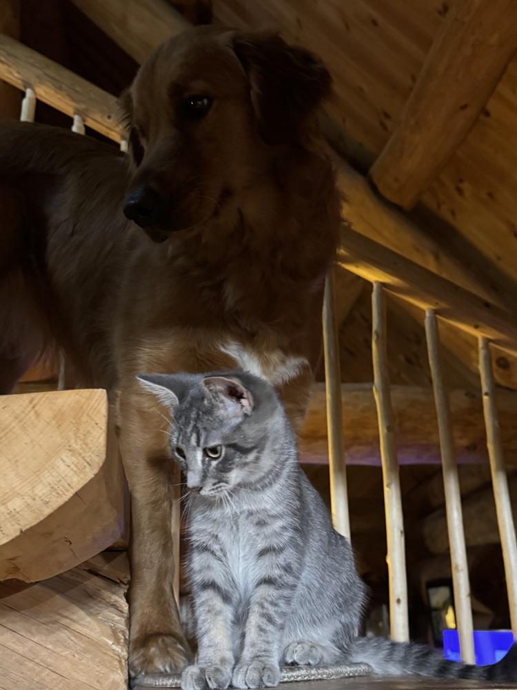 Enlarge Mysterio (25-243 C), a Adoptable Domestic Medium Hair in Lansing, MI image 1/2
