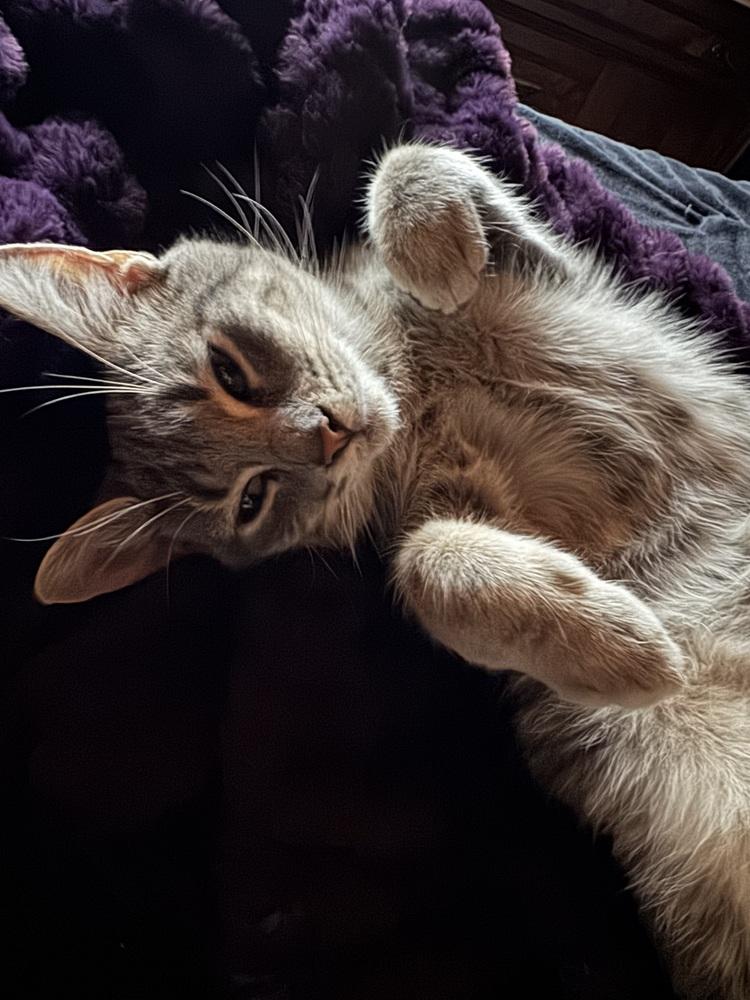 Enlarge Mysterio (25-243 C), a Adoptable Domestic Medium Hair in Lansing, MI image 2/2