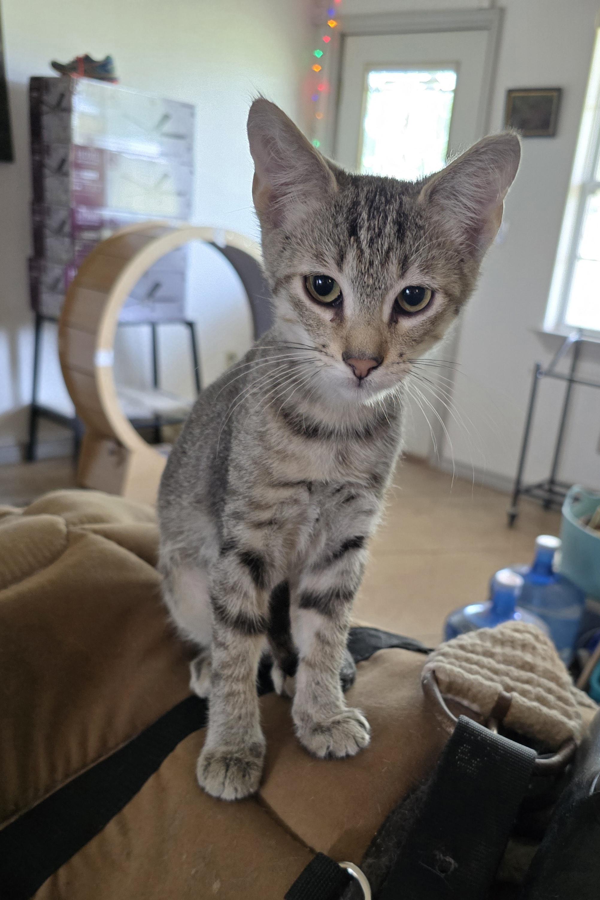 Jake, Young Male Domestic Short Hair
