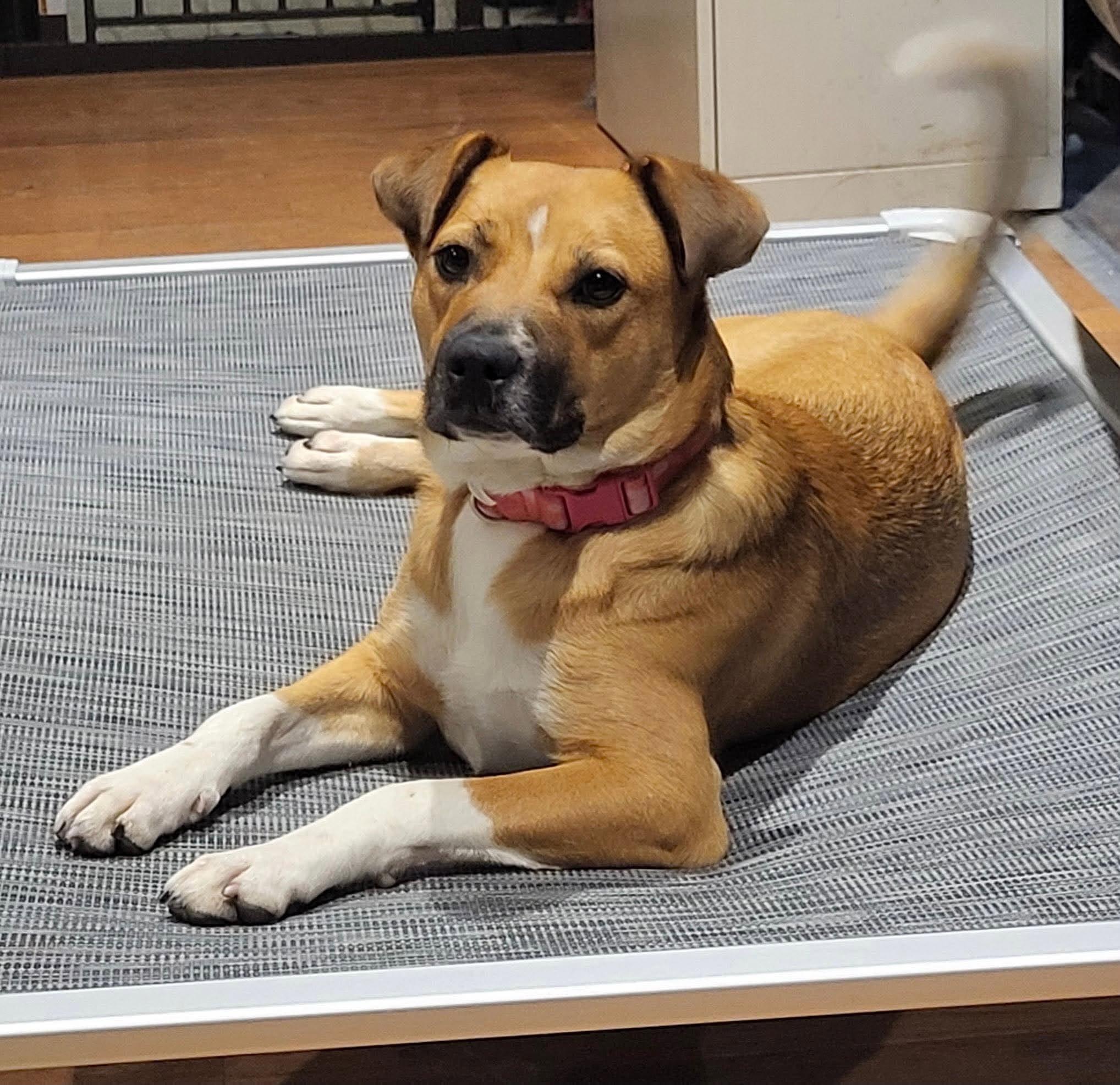 Enlarge Snow White, a ADOPTABLE mixed breed in Brunswick, ME image 1/4