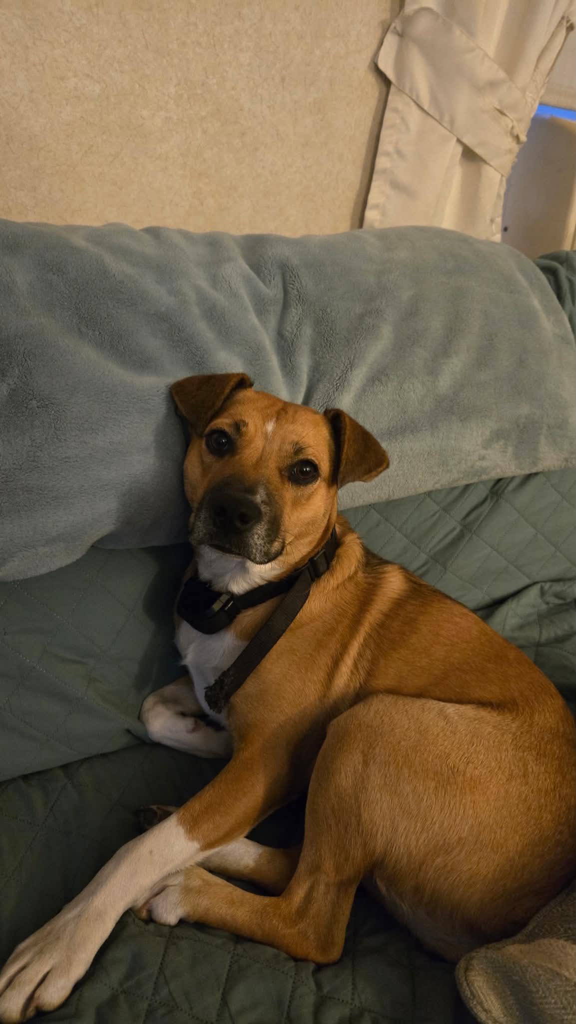 Enlarge Snow White, a ADOPTABLE mixed breed in Brunswick, ME image 4/4