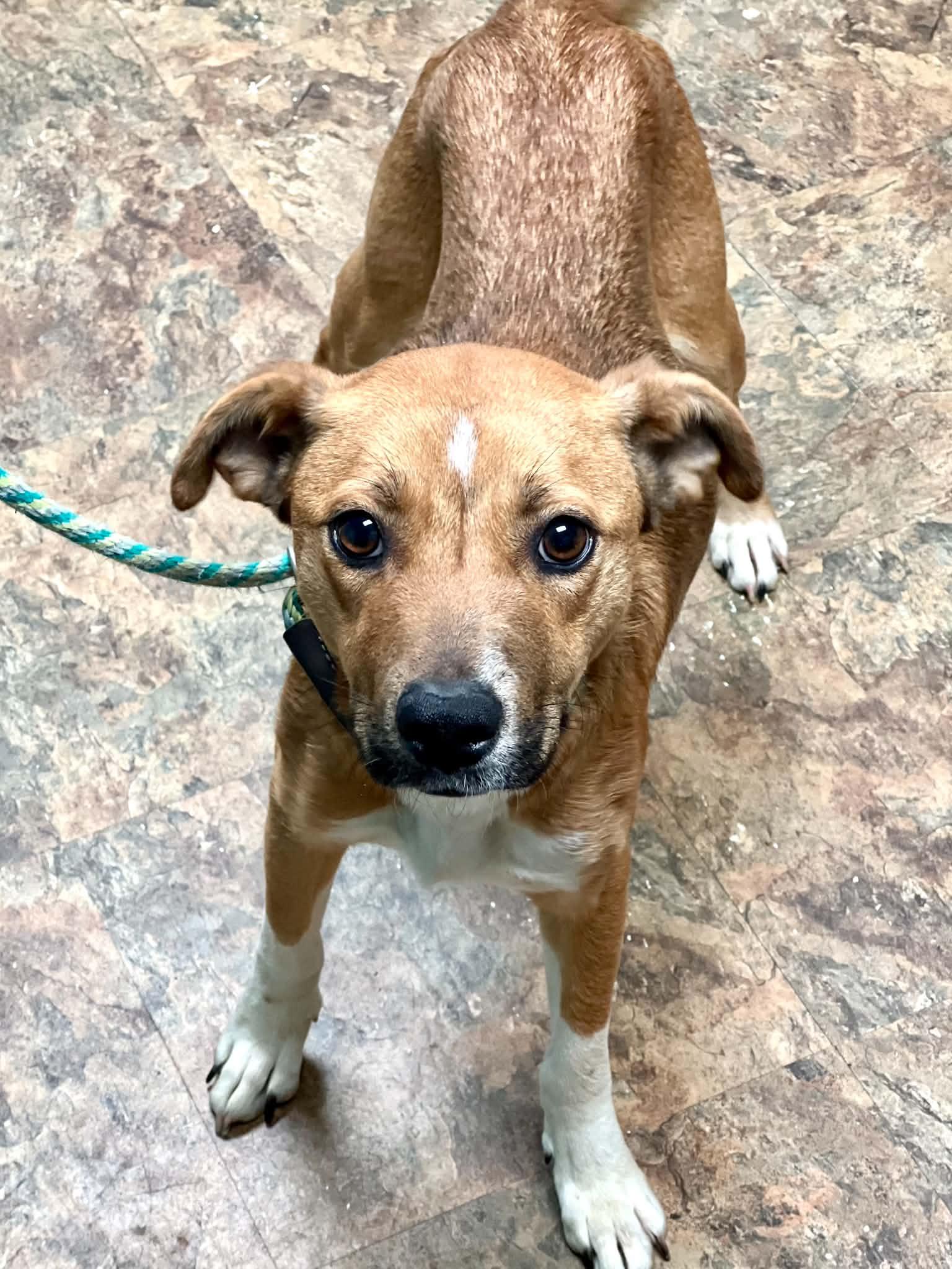 Snow White, a ADOPTABLE mixed breed in Brunswick, ME image 2/3