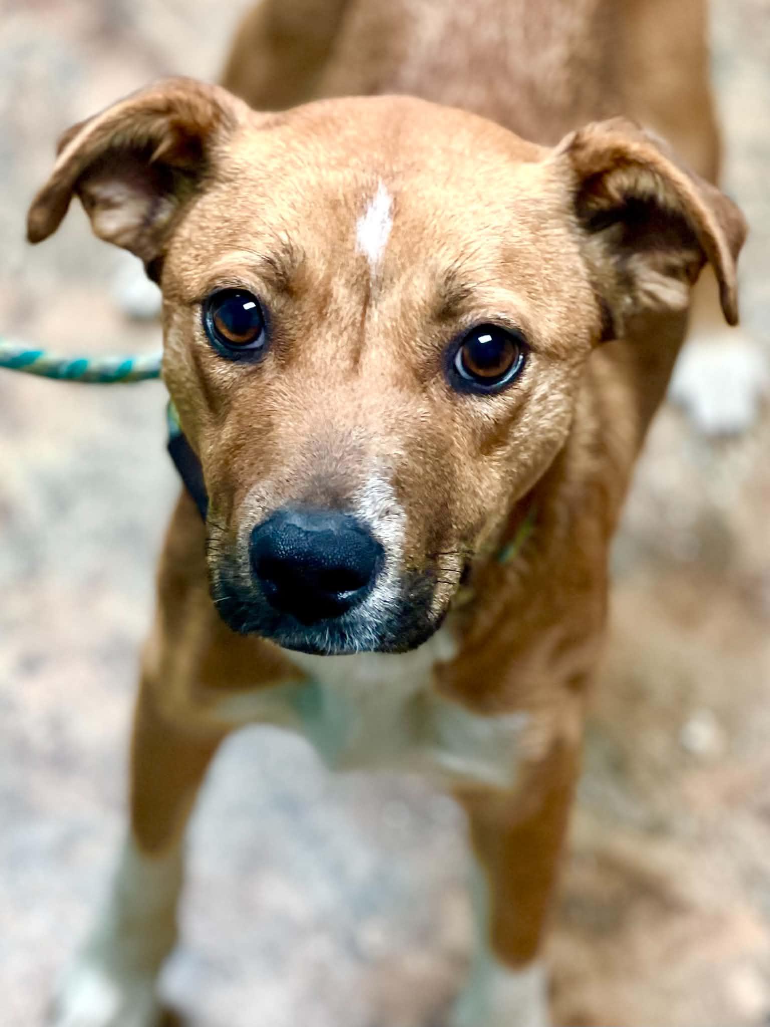 Snow White, ADOPTABLE, Adult Male Terrier.