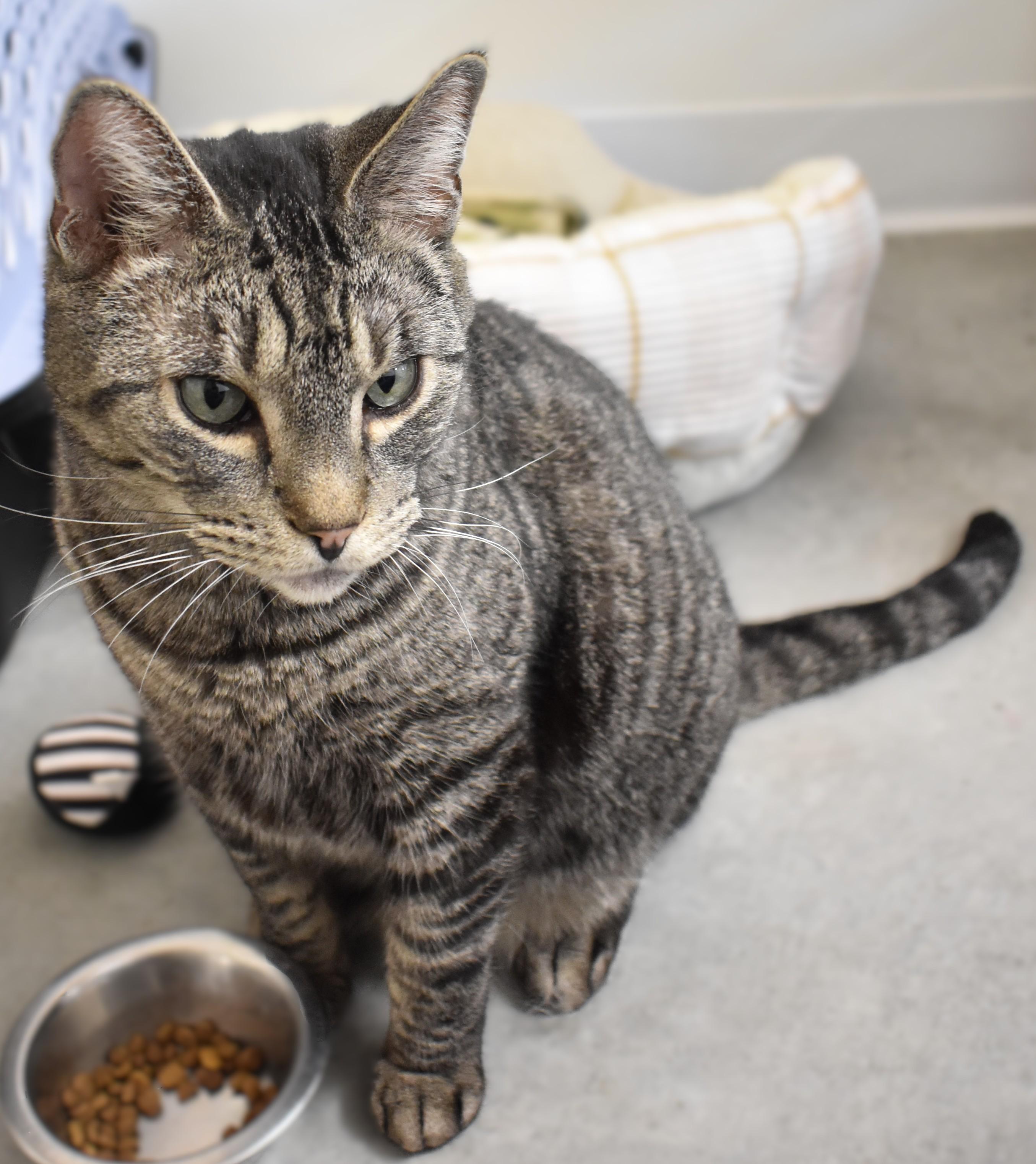 George, a ADOPTABLE Domestic Short Hair in Boise, ID image 3/5