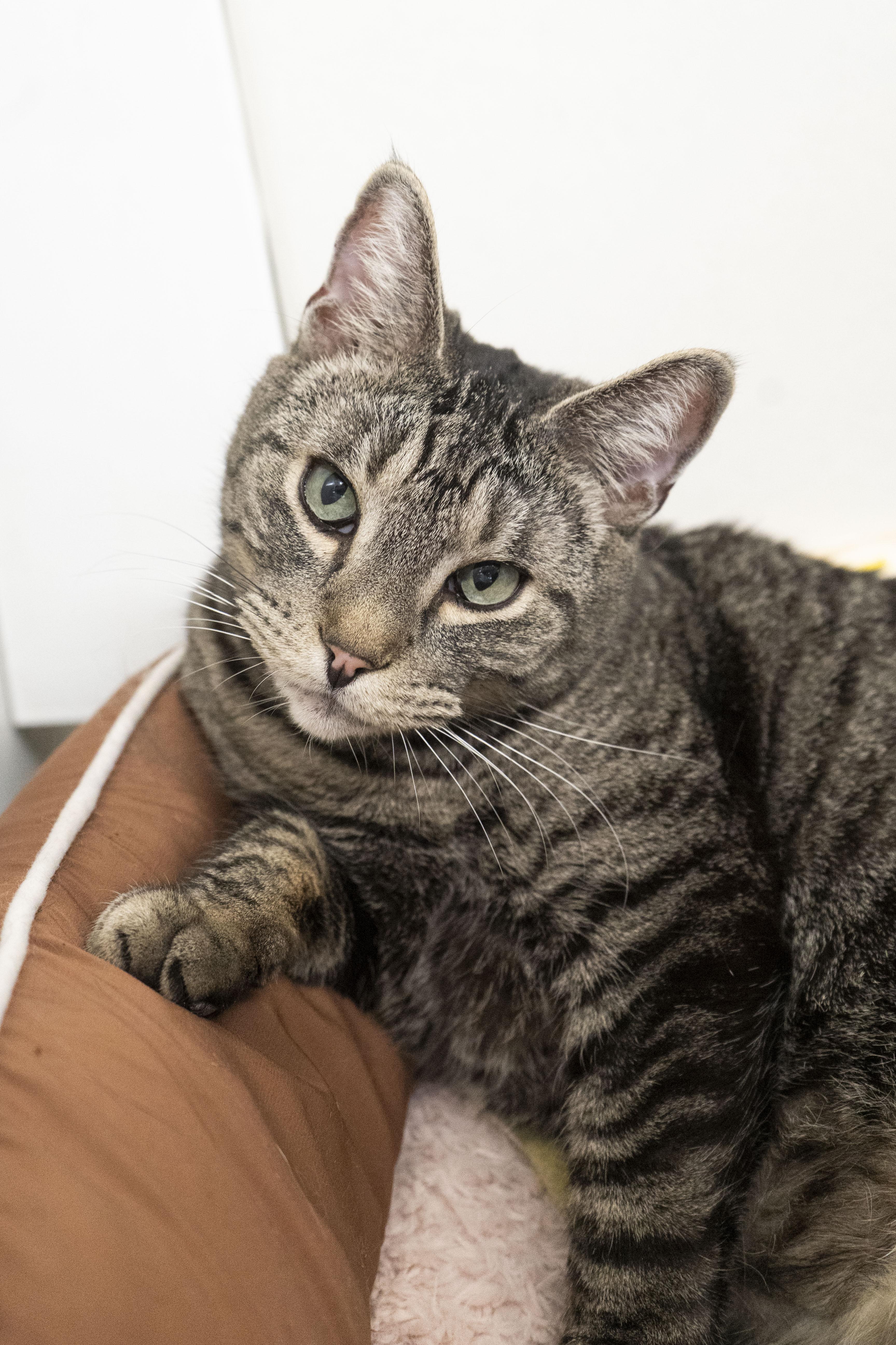 Enlarge George, a ADOPTABLE Domestic Short Hair in Boise, ID image 3/4