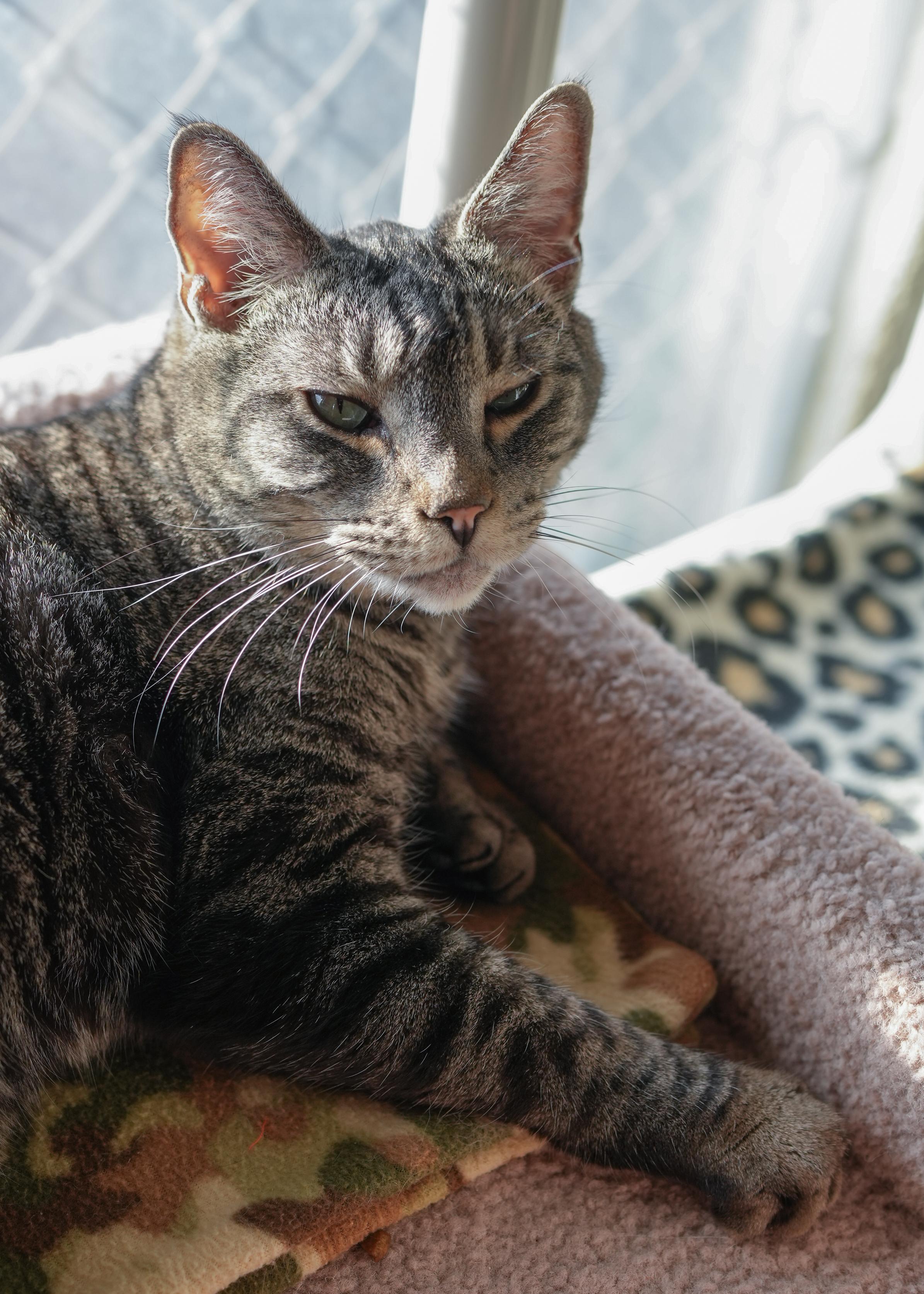 George, a ADOPTABLE Domestic Short Hair in Boise, ID image 4/5