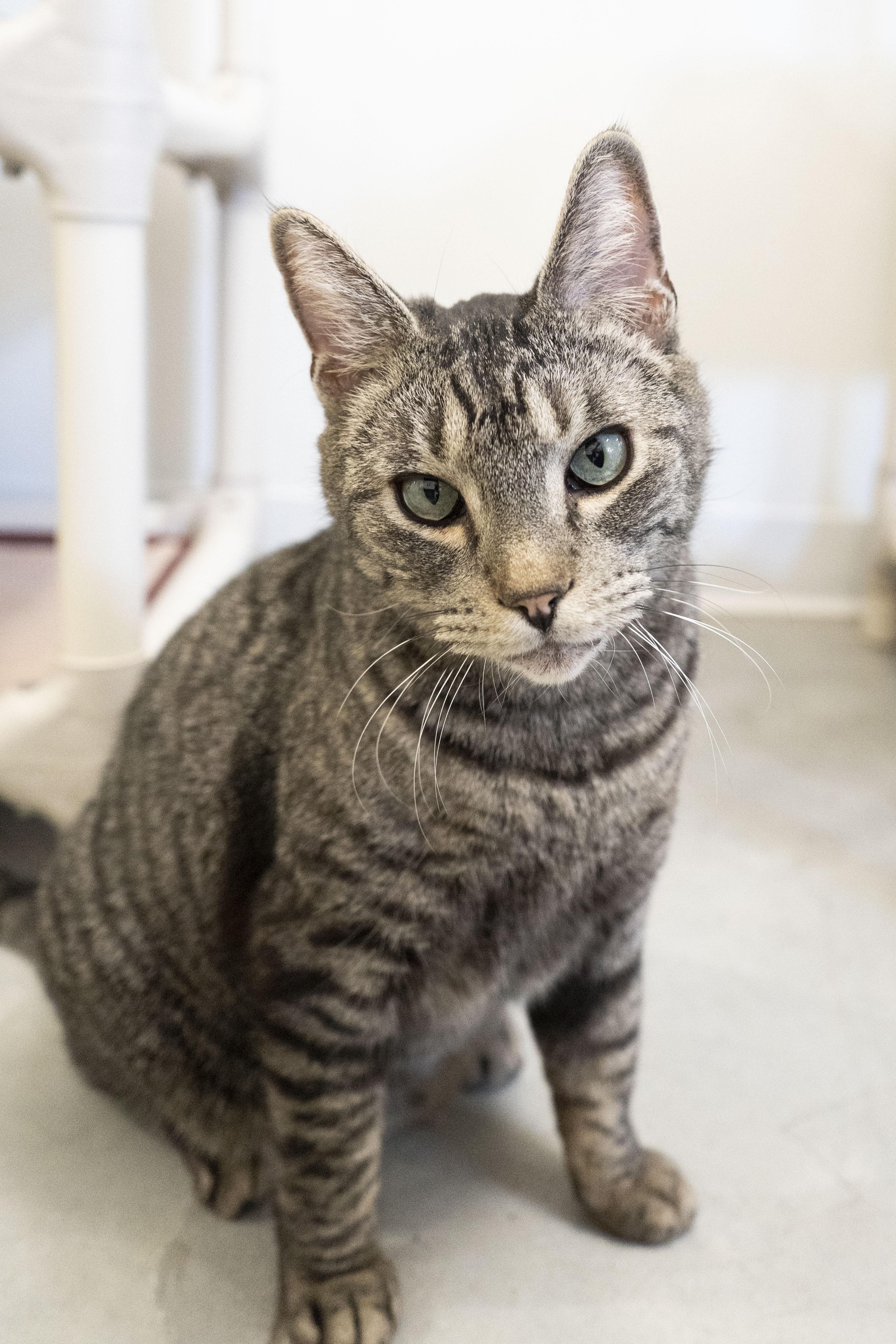 George, ADOPTABLE, Adult Male Domestic Short Hair.