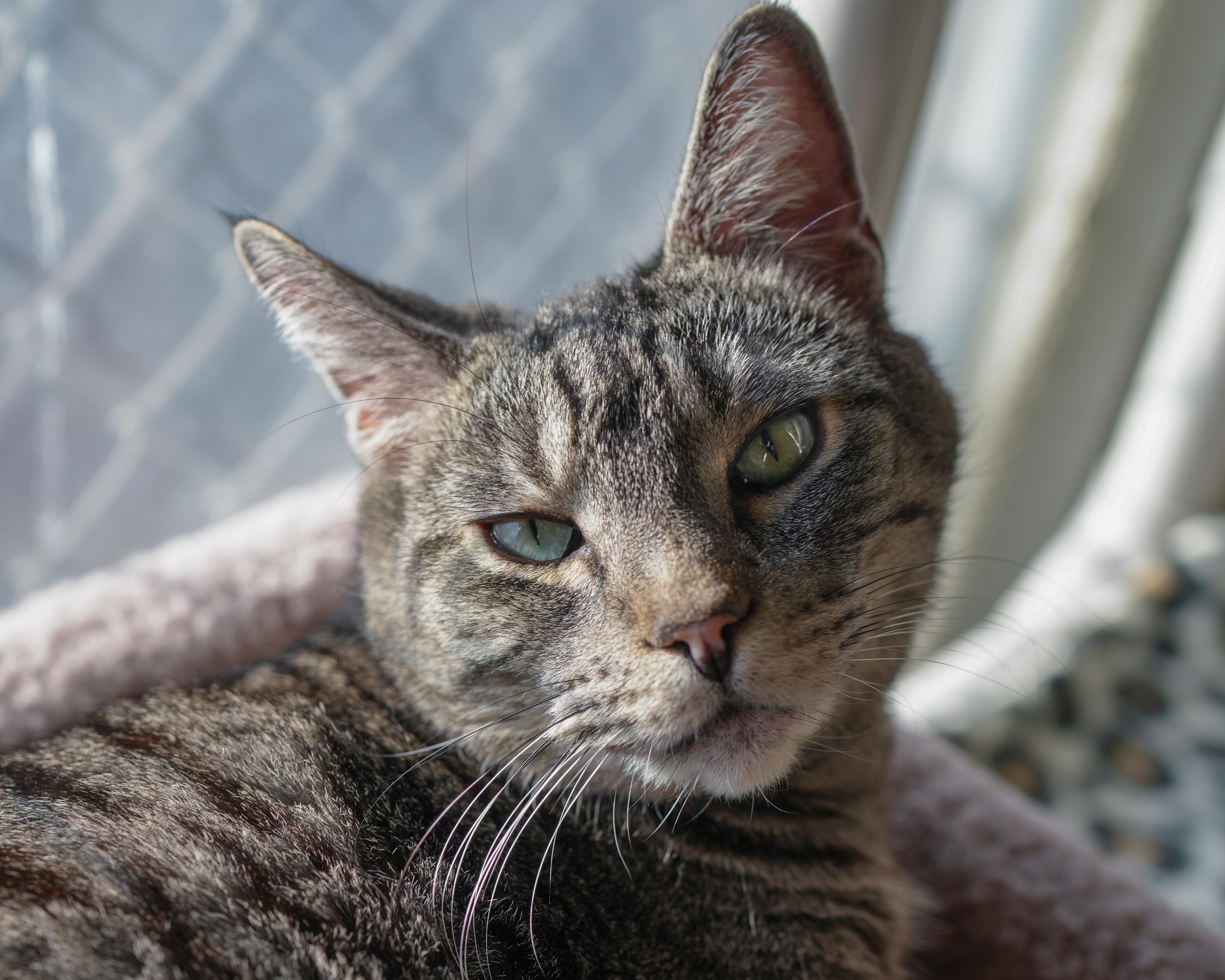 George, ADOPTABLE, Adult Male Domestic Short Hair.