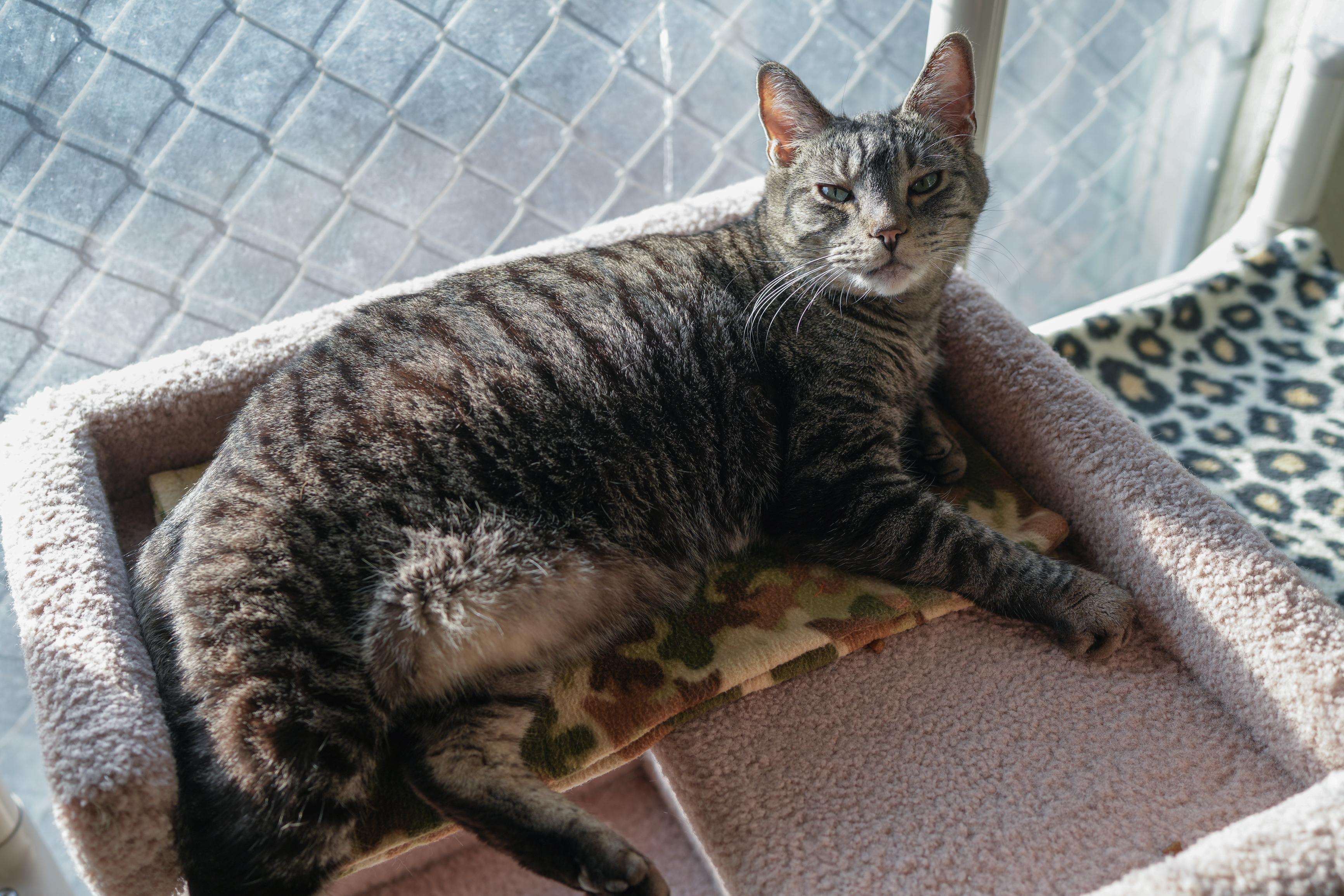 George, a ADOPTABLE Domestic Short Hair in Boise, ID image 5/5