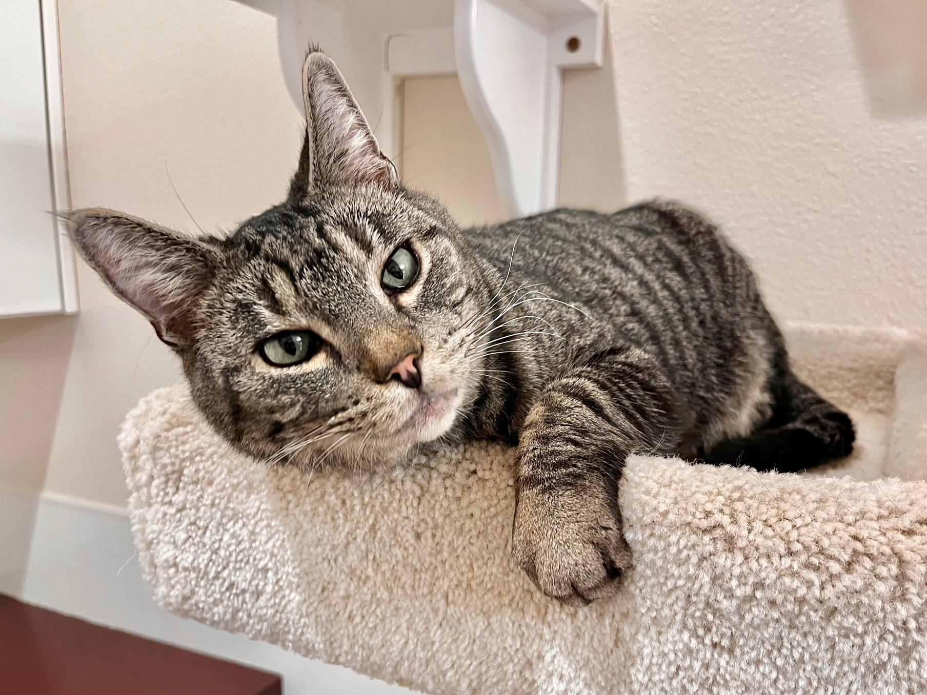 George, a ADOPTABLE Domestic Short Hair in Boise, ID image 2/5