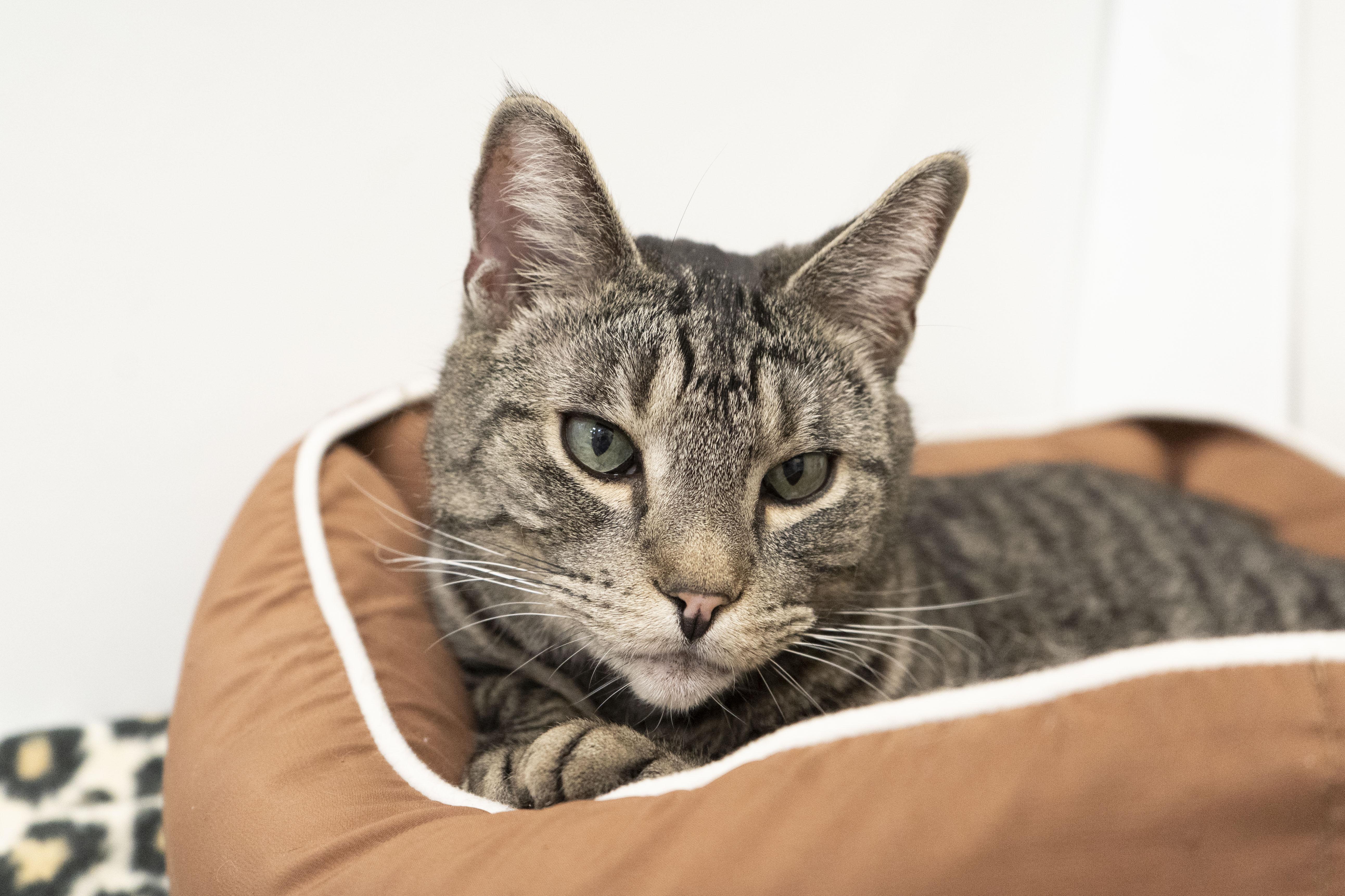 Enlarge George, a ADOPTABLE Domestic Short Hair in Boise, ID image 4/4
