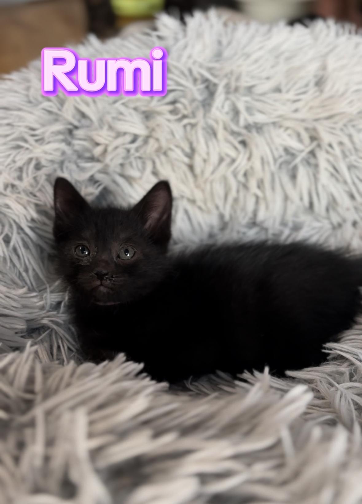 Cat available for adoption - None