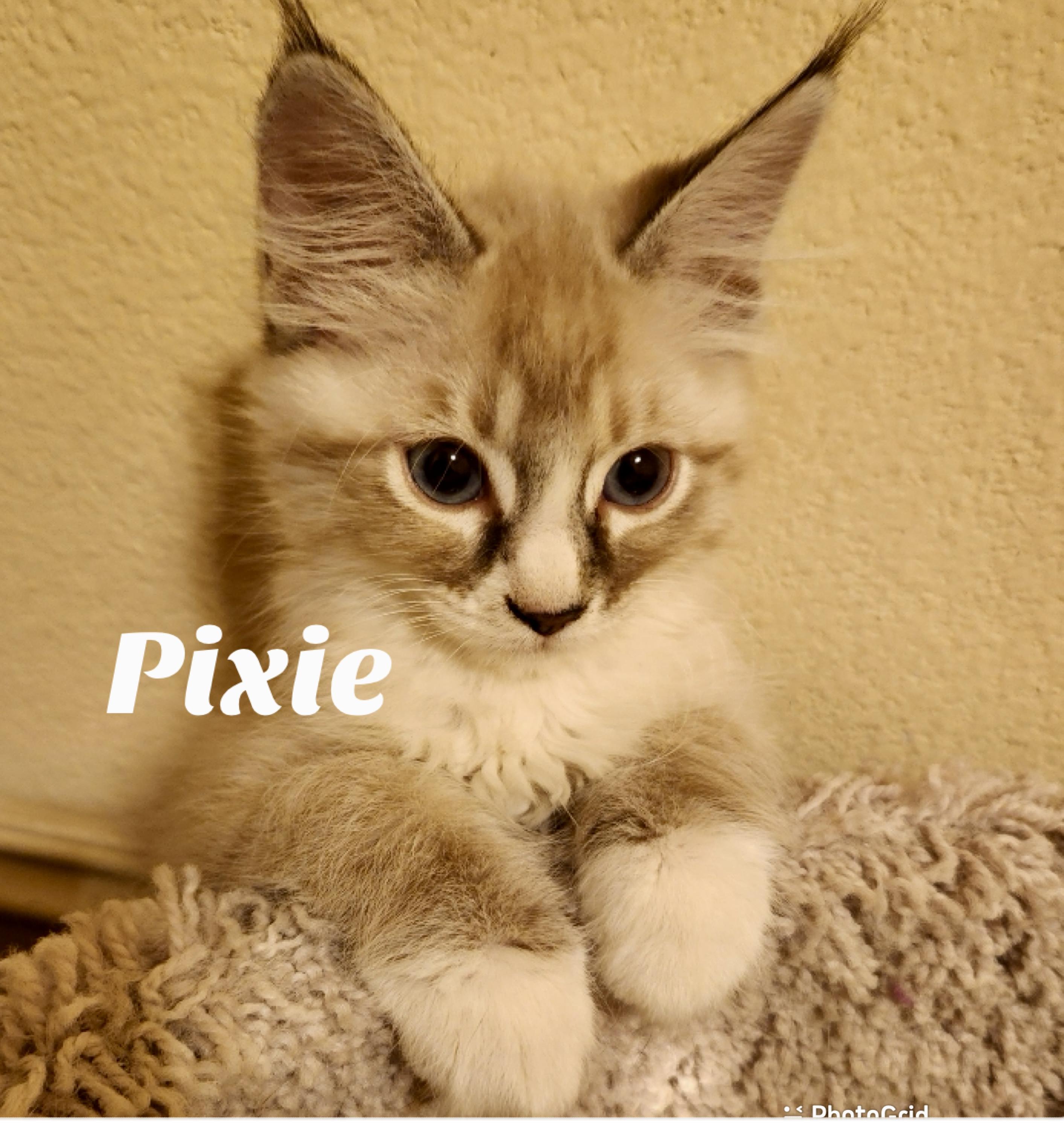 Pixie