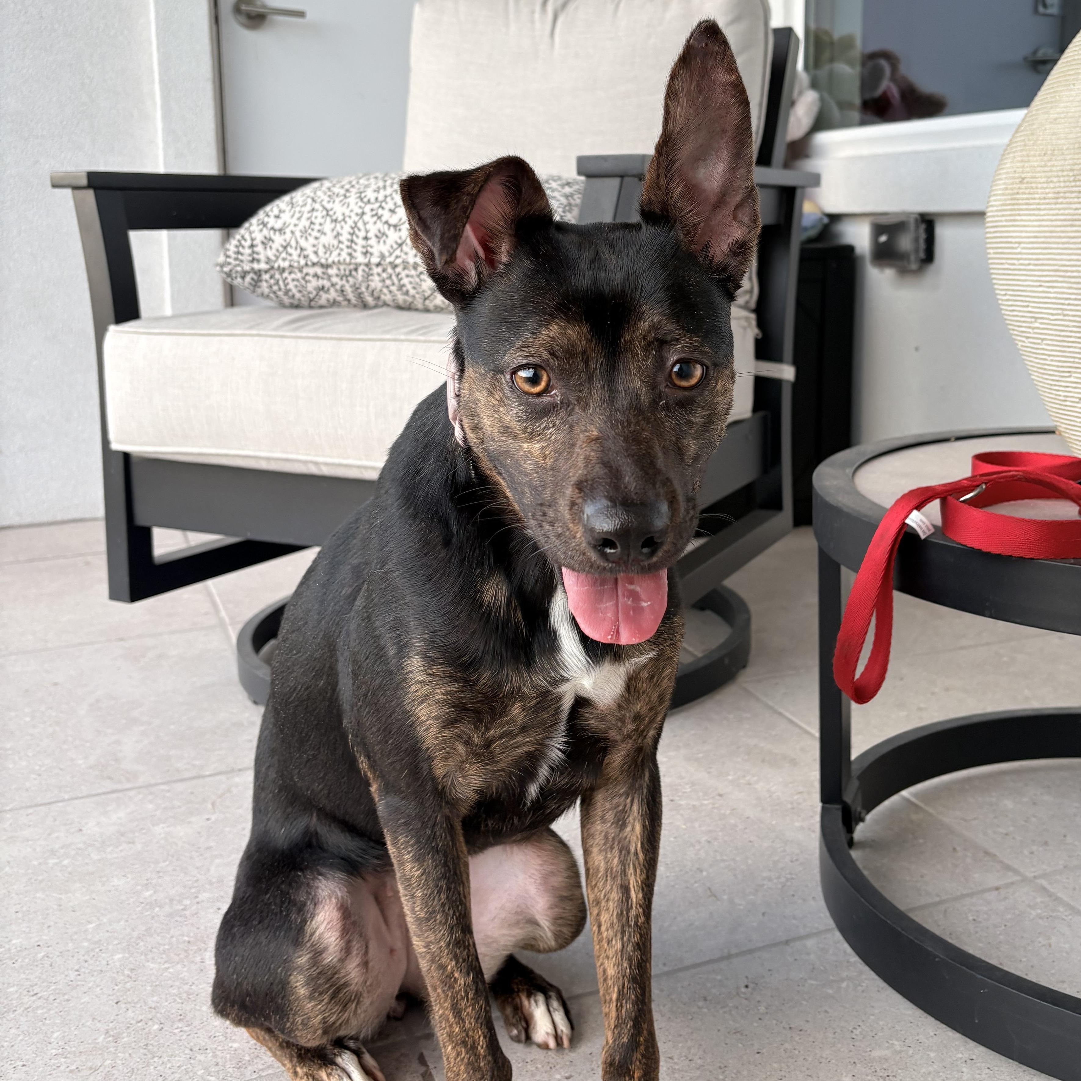Enlarge Linda, a Adoptable mixed breed in Short Hills, NJ image 3/6