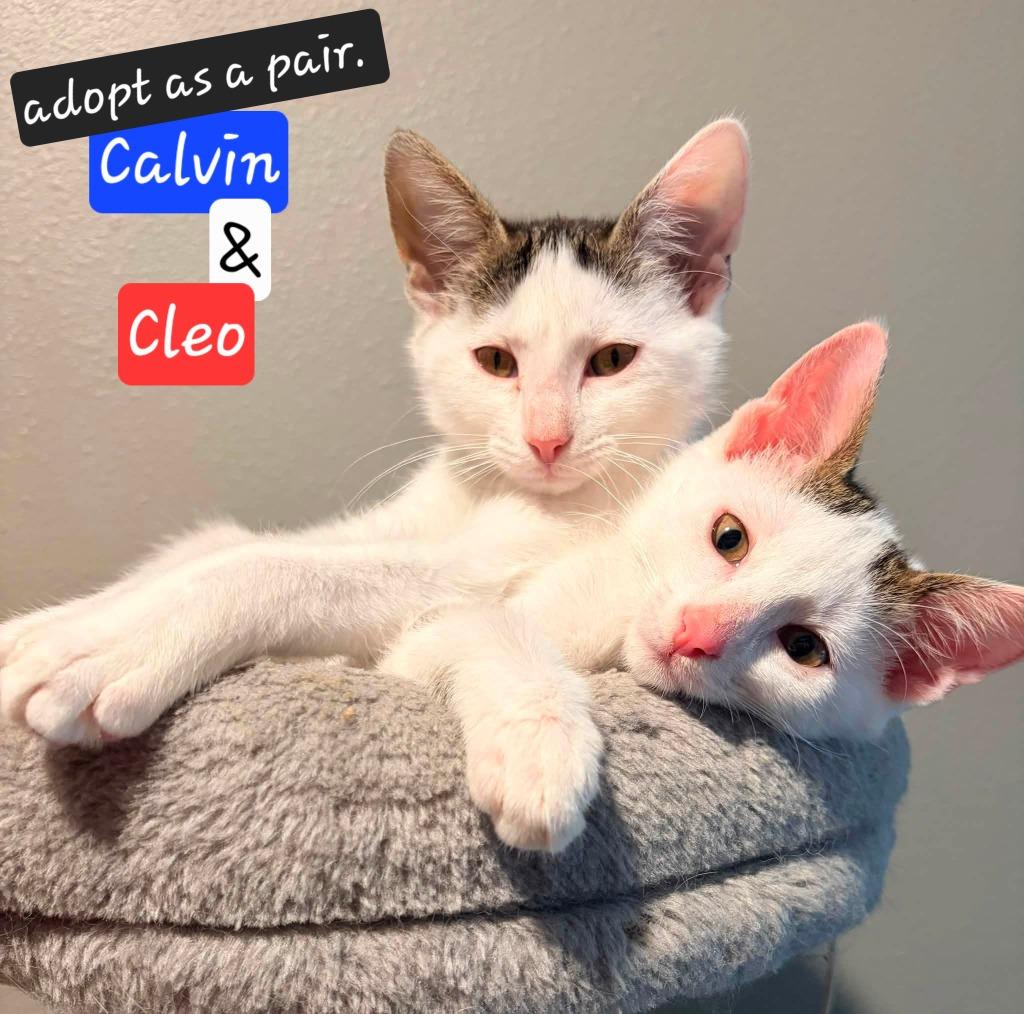 Enlarge Calvin, a Adoptable mixed breed in Miami, OK image 2/2
