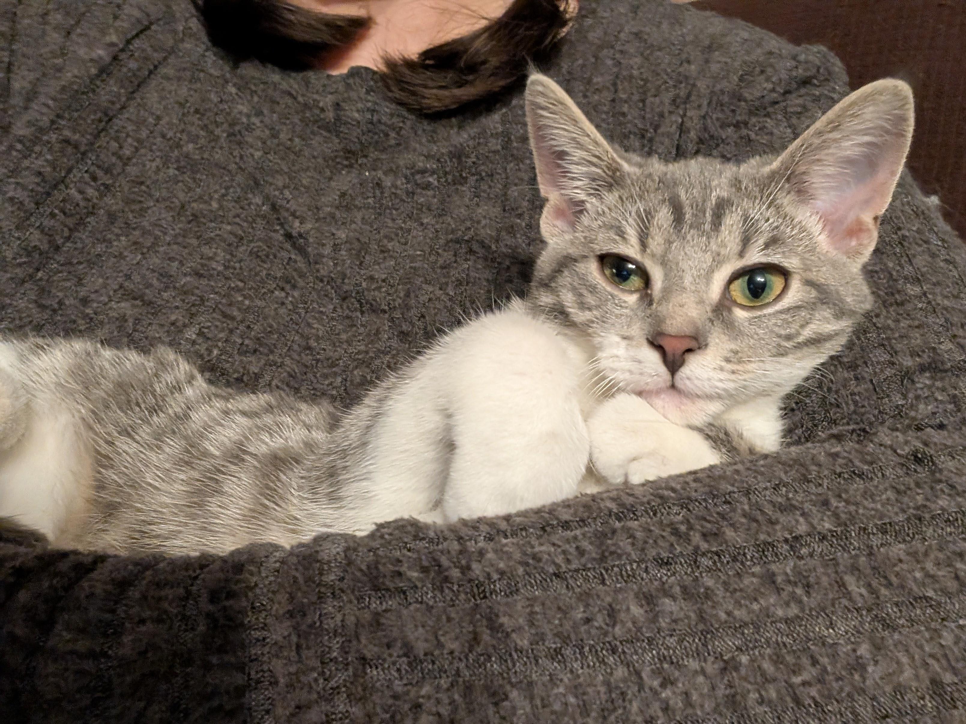 Genesis, ADOPTABLE, Young Female Domestic Short Hair.