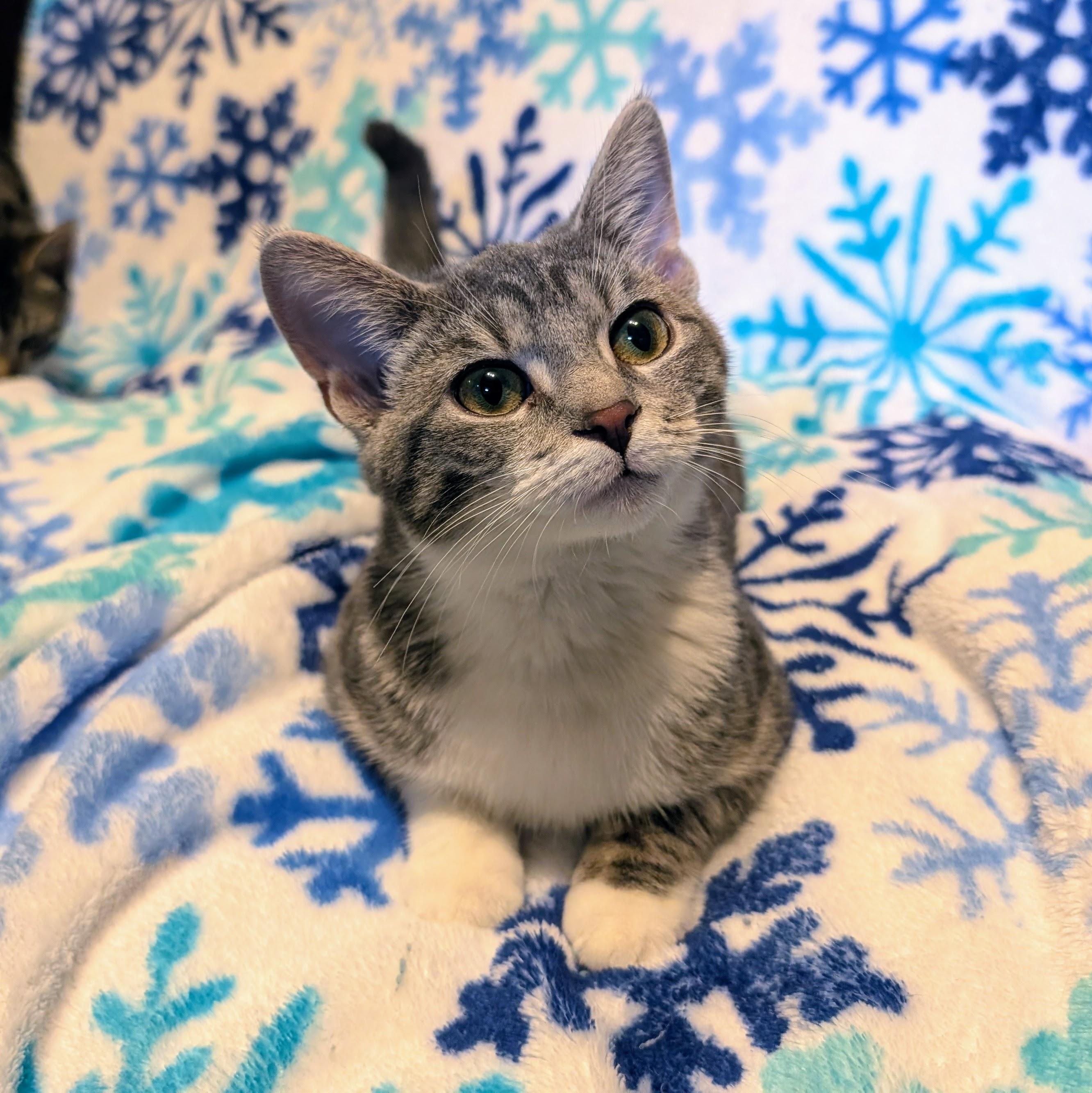 Enlarge Genesis, a ADOPTABLE Domestic Short Hair in Grayslake, IL image 2/4