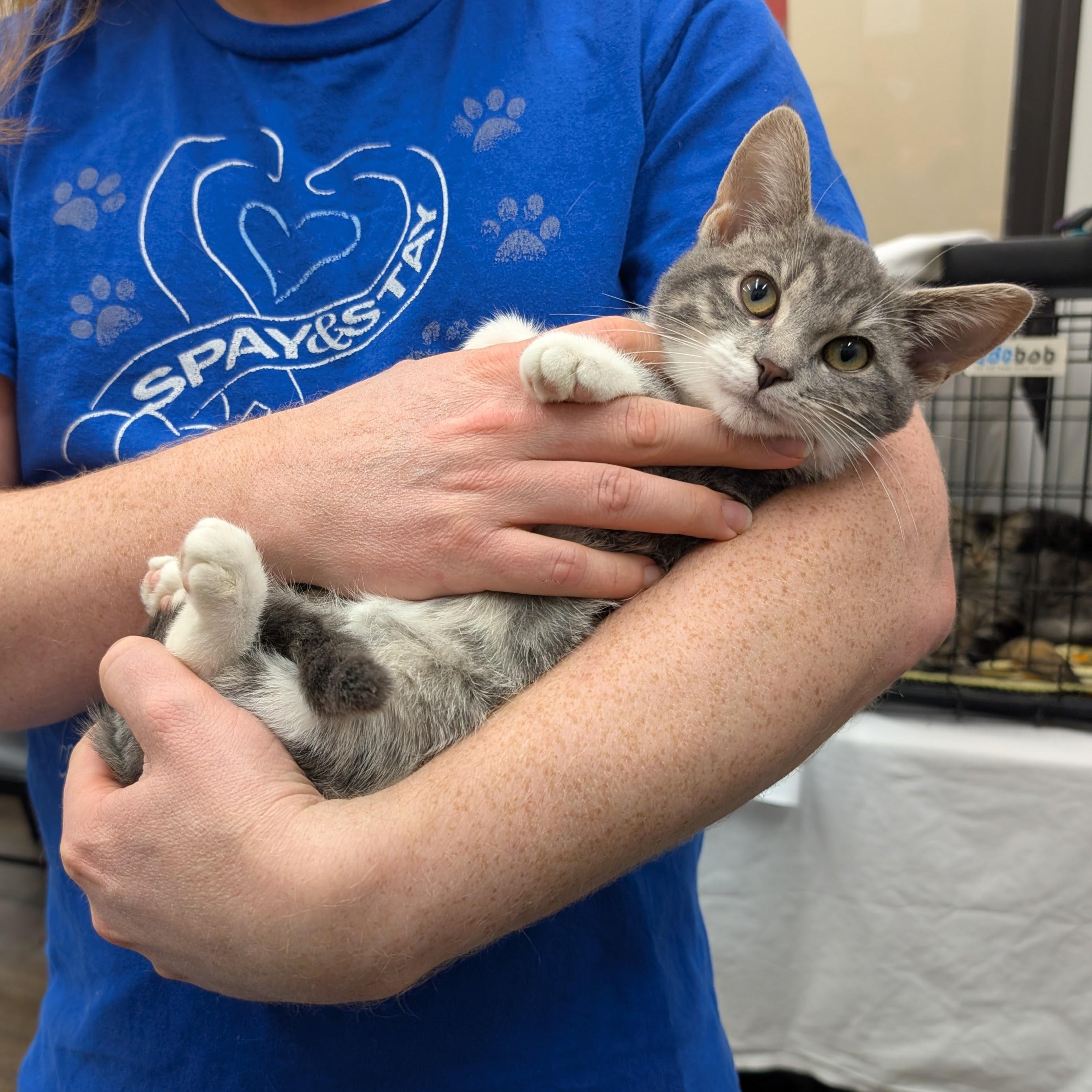 Enlarge Genesis, a ADOPTABLE Domestic Short Hair in Grayslake, IL image 3/4