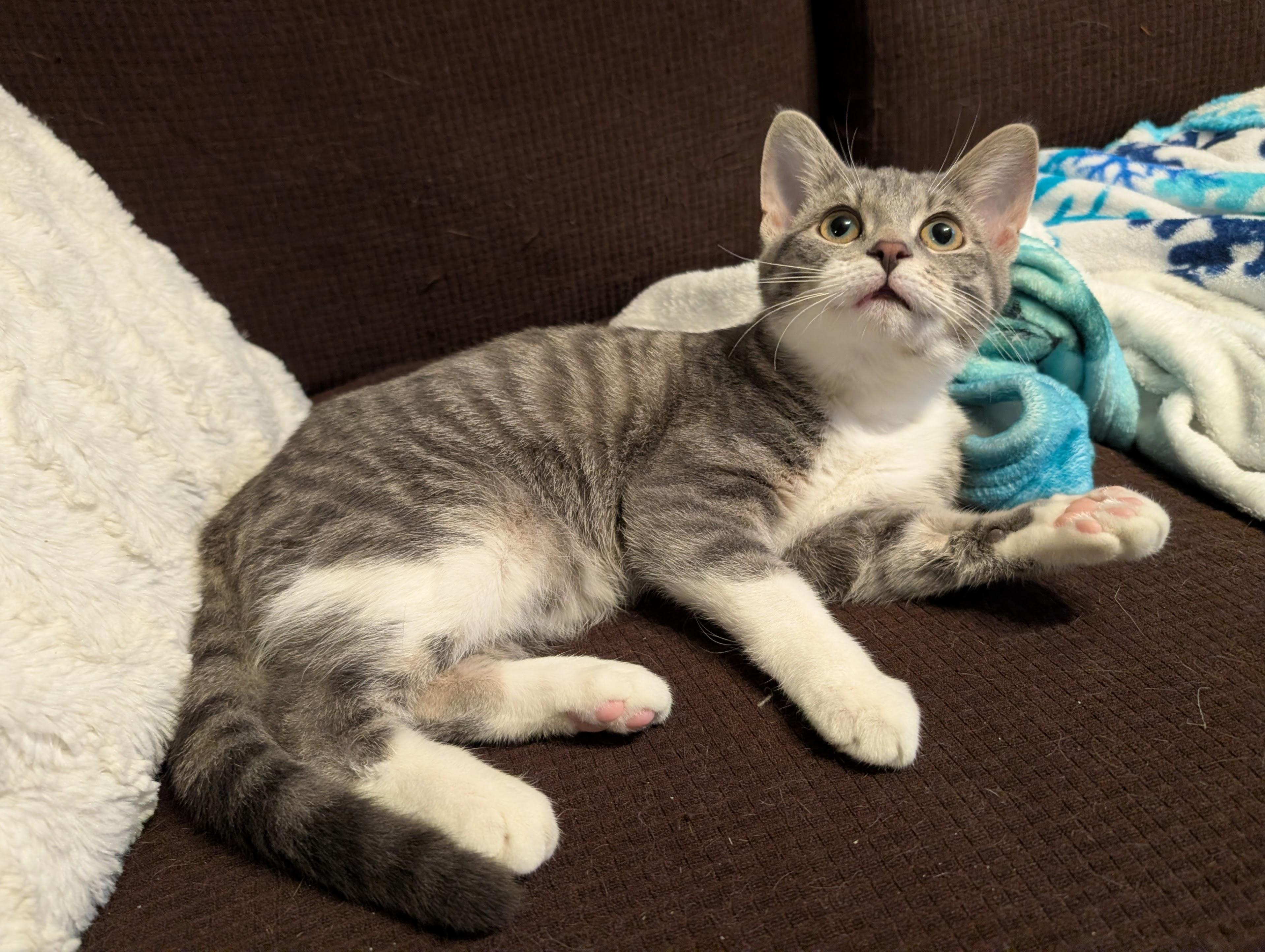 Enlarge Genesis, a ADOPTABLE Domestic Short Hair in Grayslake, IL image 4/4