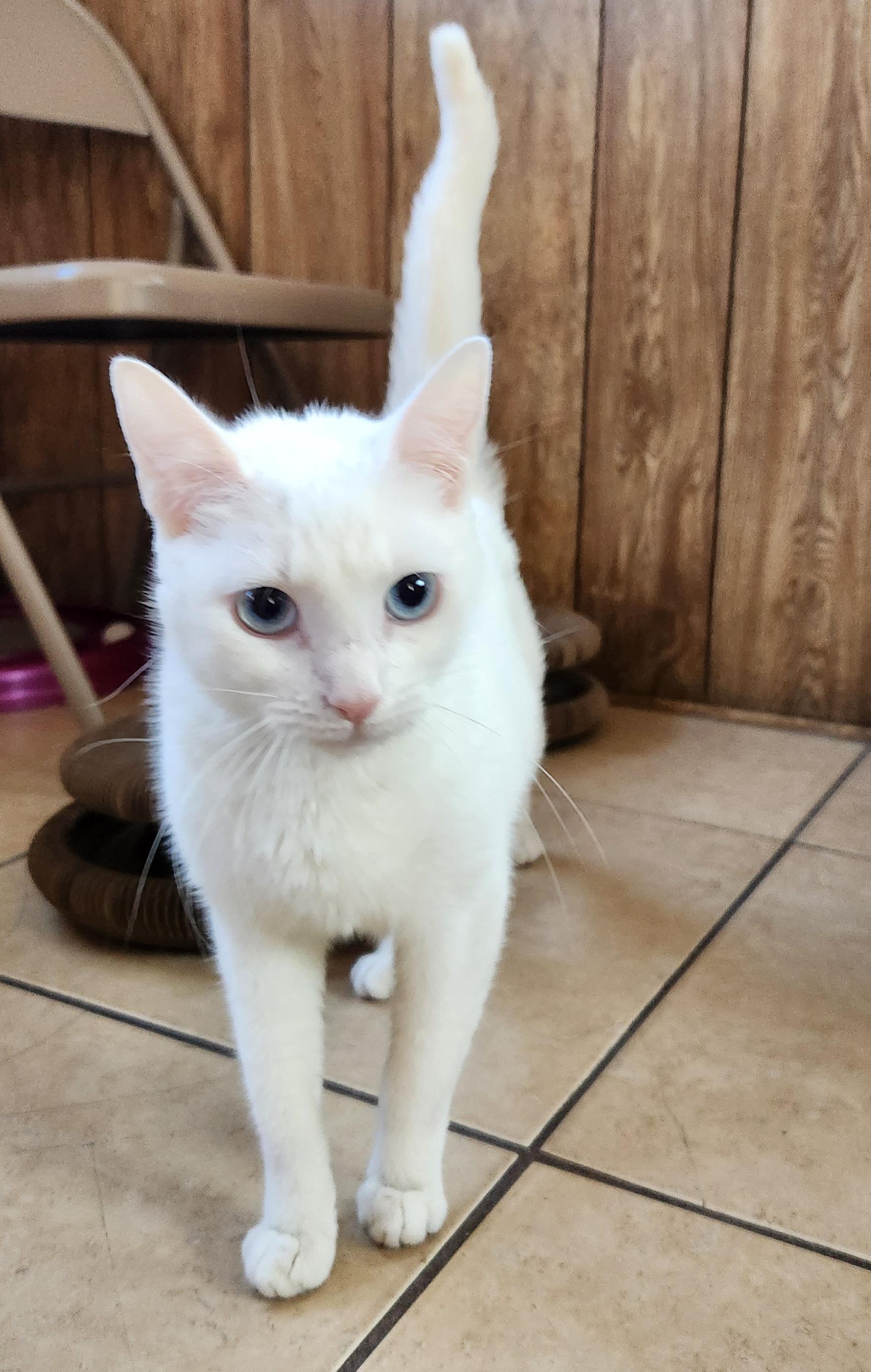 Mallory, ADOPTABLE, Young Female Domestic Short Hair.