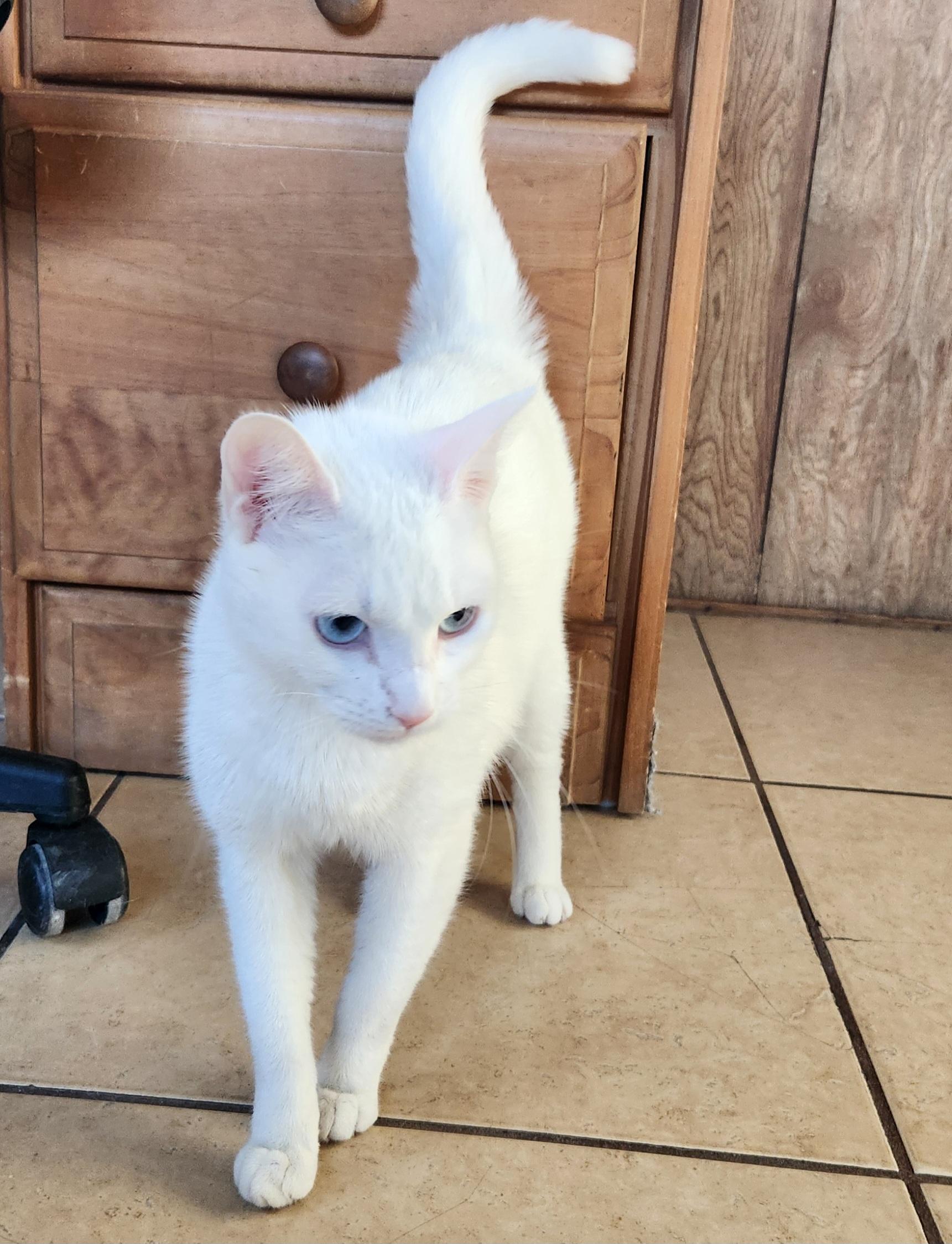 Enlarge Mallory, a ADOPTABLE Domestic Short Hair in Linden, NJ image 5/6