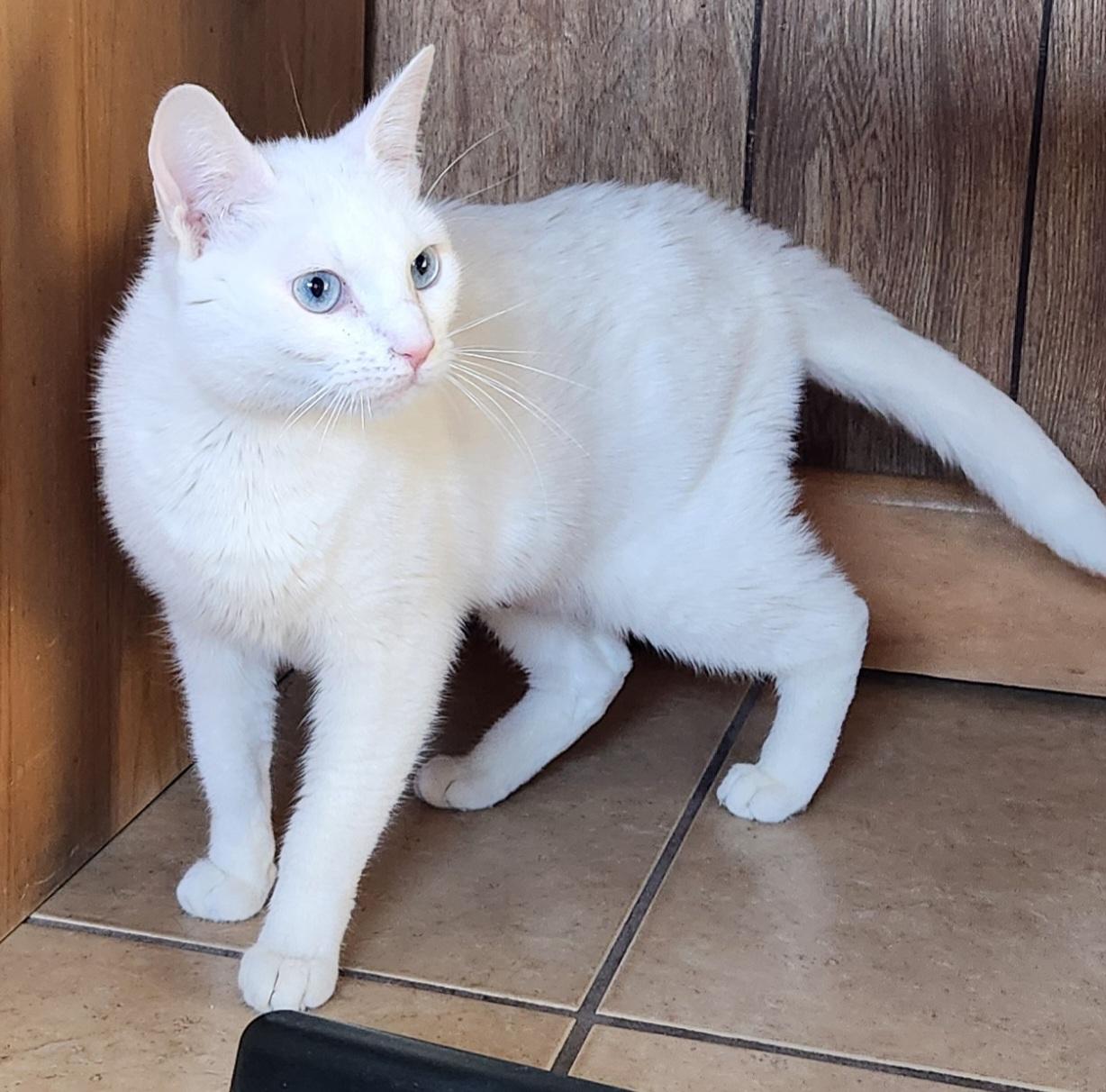 Enlarge Mallory, a ADOPTABLE Domestic Short Hair in Linden, NJ image 3/6