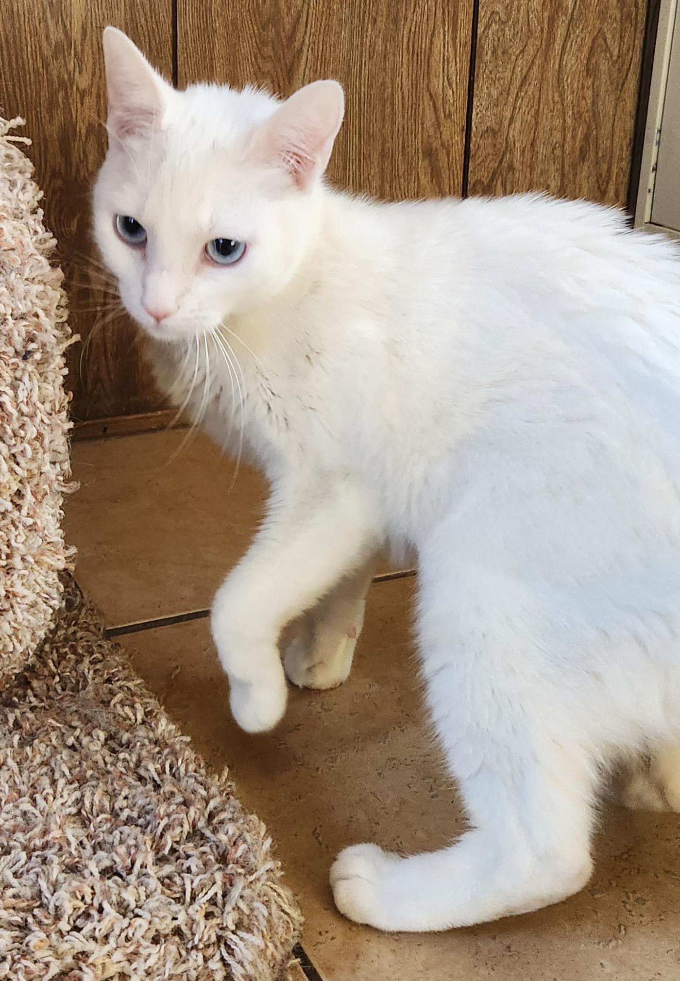 Enlarge Mallory, a ADOPTABLE Domestic Short Hair in Linden, NJ image 6/6