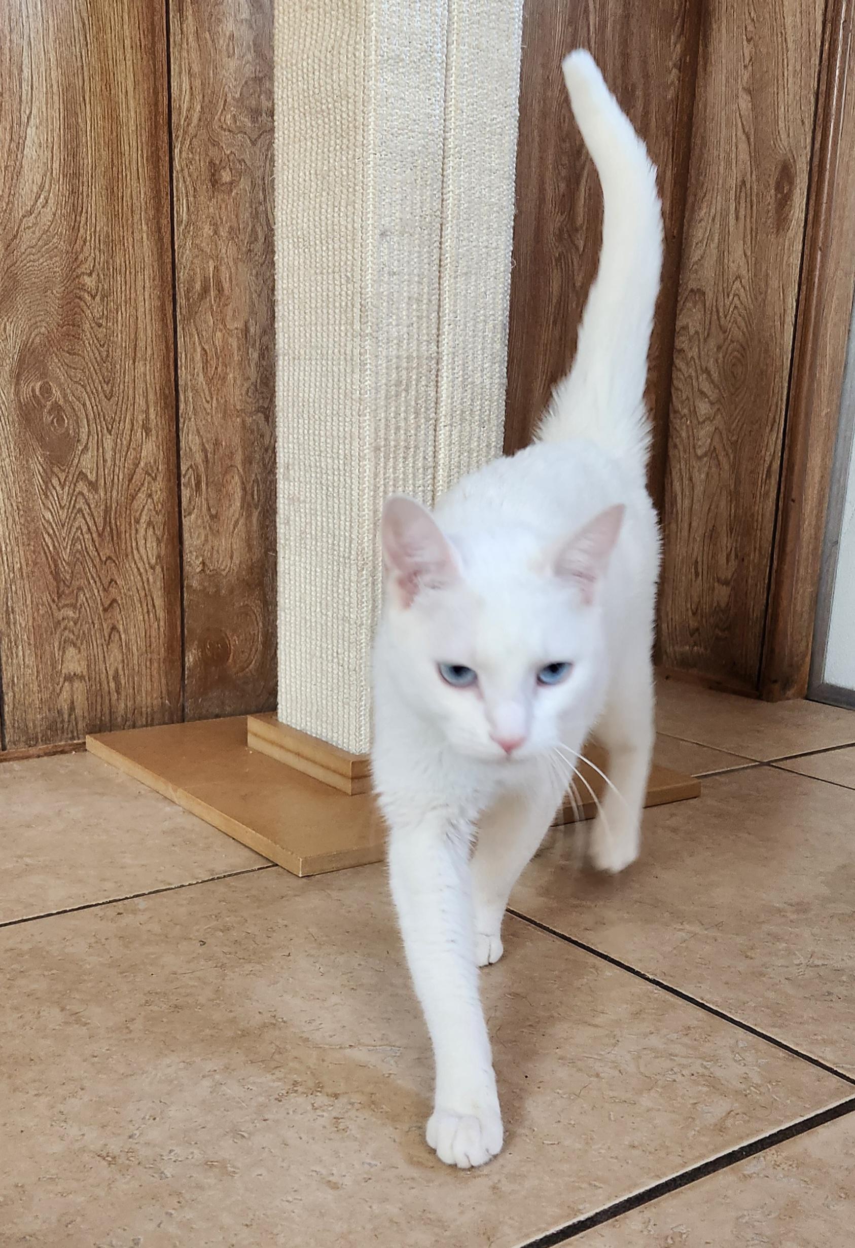 Enlarge Mallory, a ADOPTABLE Domestic Short Hair in Linden, NJ image 4/6