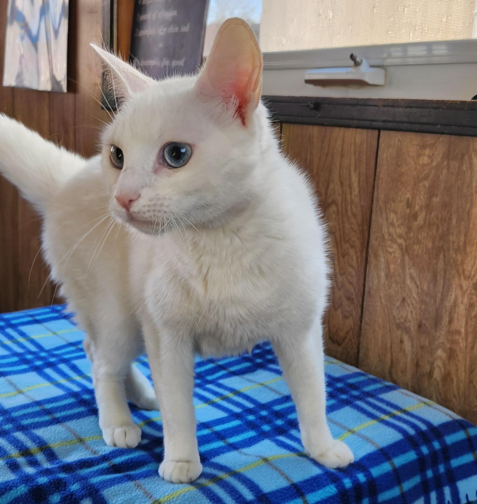 Enlarge Mallory, a ADOPTABLE Domestic Short Hair in Linden, NJ image 2/6