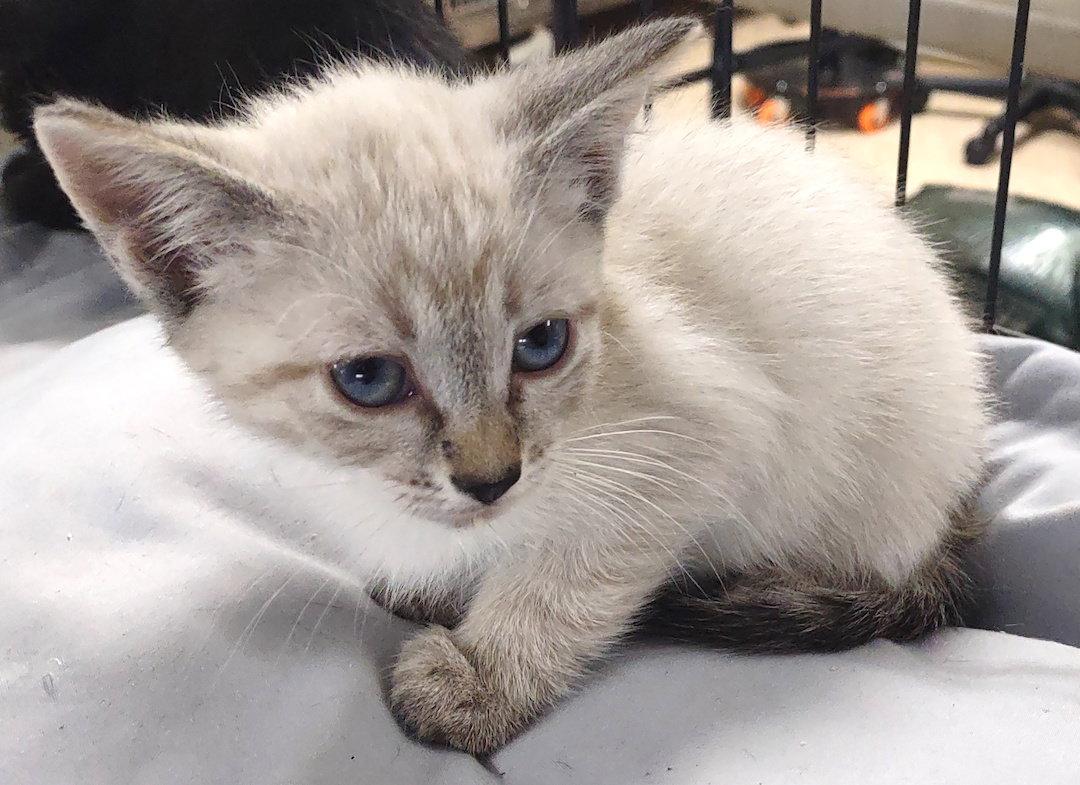 Zeke, Adopted, Kitten Male Siamese & Domestic Short Hair.
