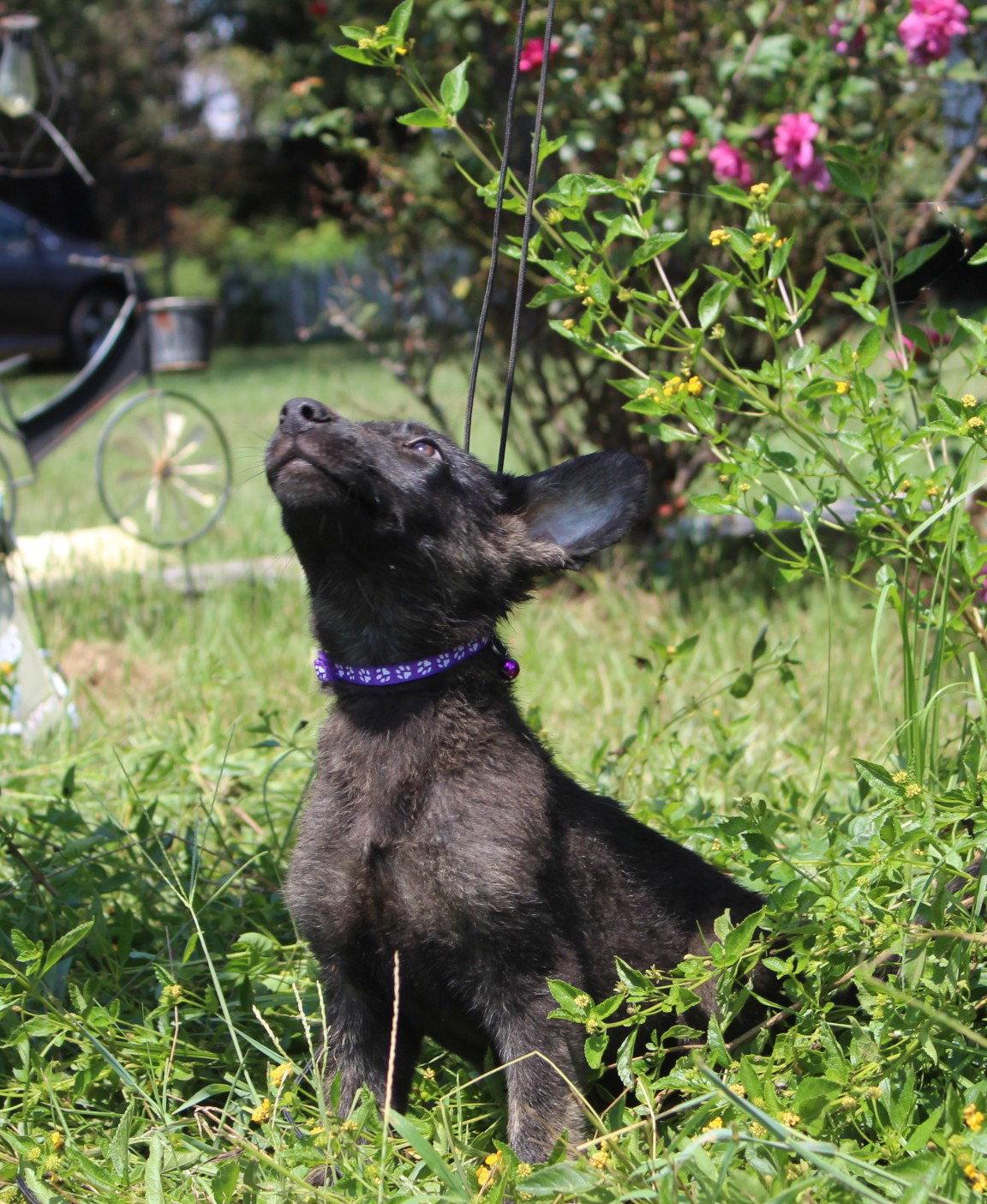 Zane 10/12wks Neuter Contract Required $425, Adoptable, Puppy Male German Shepherd Dog & Dutch Shepherd.