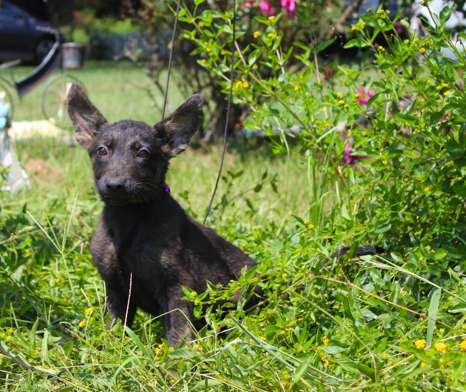 Enlarge Zane 10/12wks Neuter Contract Required $425, a Adoptable mixed breed in Holly Hill, SC image 2/3