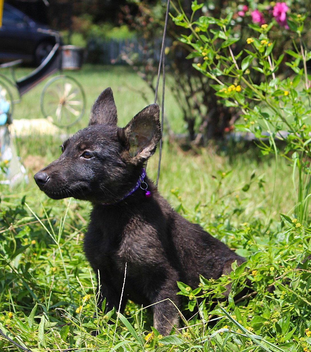 Enlarge Zane 10/12wks Neuter Contract Required $425, a Adoptable mixed breed in Holly Hill, SC image 3/3