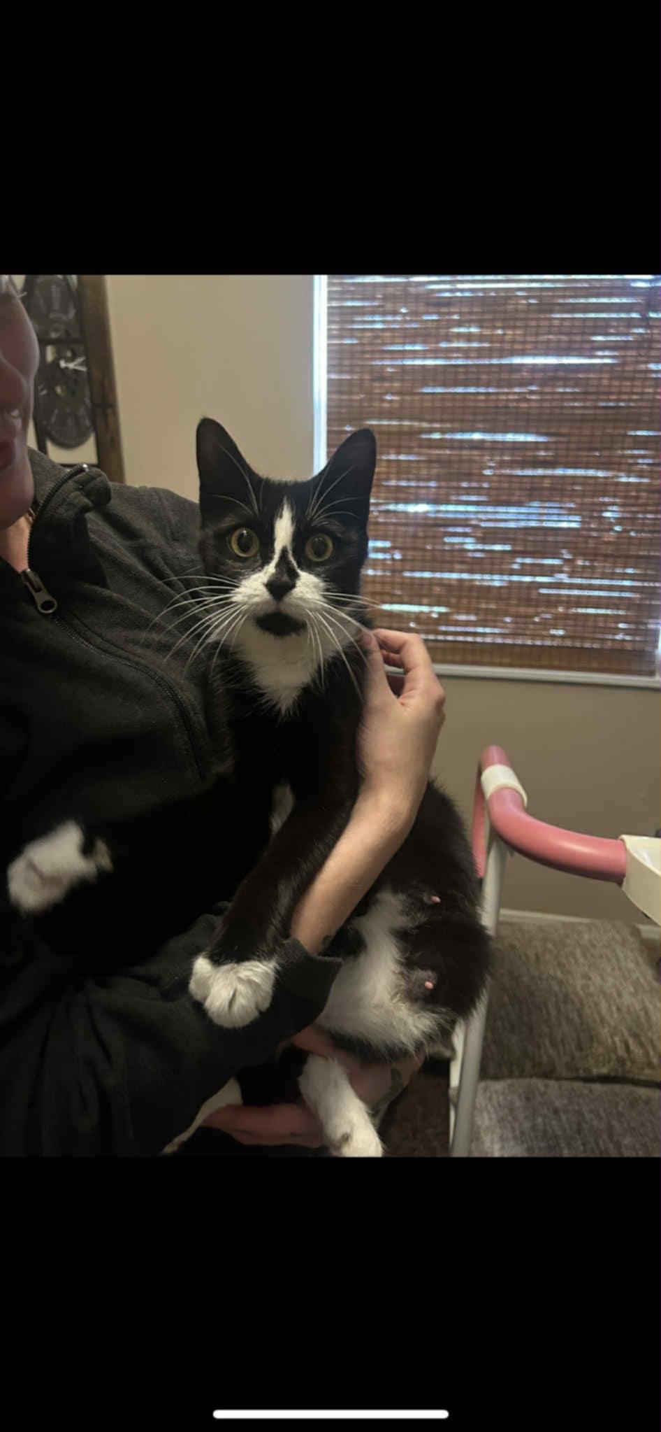 Sweet Pea, Adoptable, Adult Female Tuxedo.