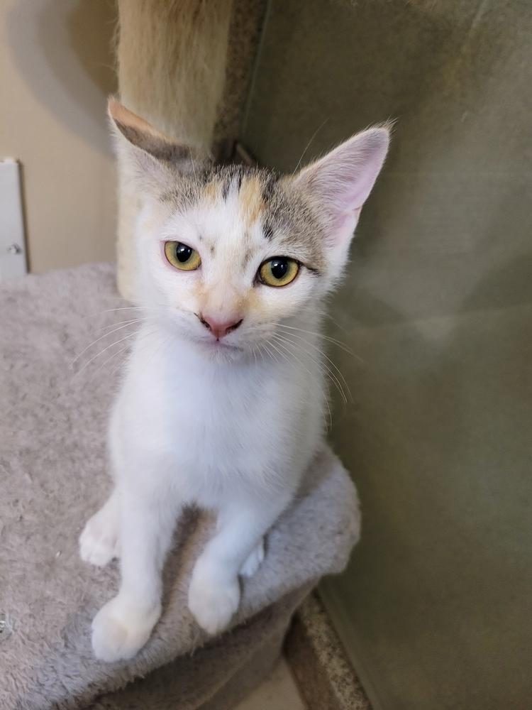 Gretal, a Adoptable Domestic Short Hair in Douglasville, GA image 2/3