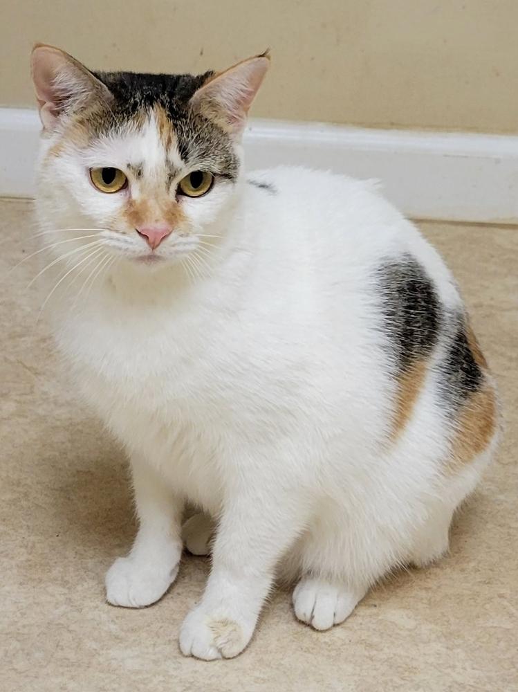 Gretal, a Adoptable Domestic Short Hair in Douglasville, GA image 3/3