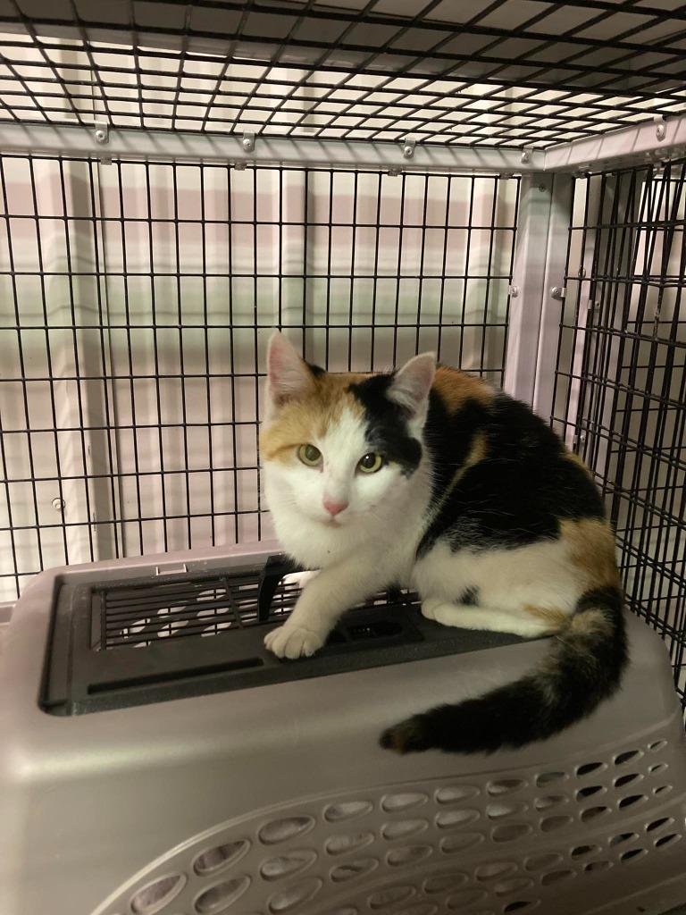 Barn Cat Peppermint, Adoptable, Young Female Domestic Short Hair.