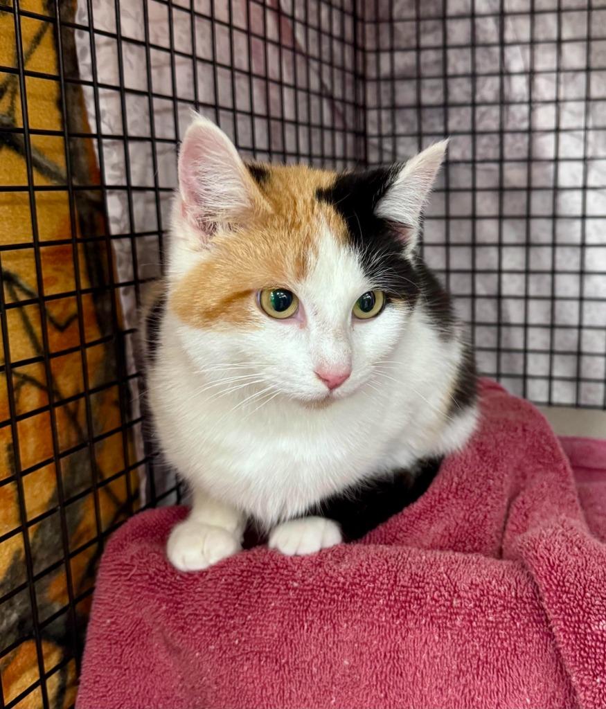 Enlarge Barn Cat Peppermint, a Adoptable mixed breed in Gillette, WY image 2/2