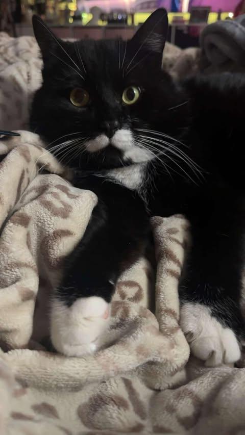 Enlarge Boots (aka Tank), a ADOPTABLE Domestic Short Hair in East Lansing, MI image 2/3