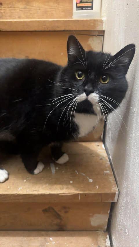 Enlarge Boots (aka Tank), a ADOPTABLE Domestic Short Hair in East Lansing, MI image 3/3