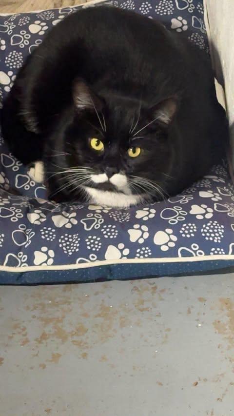 Enlarge Boots (aka Tank), a ADOPTABLE Domestic Short Hair in East Lansing, MI image 1/3