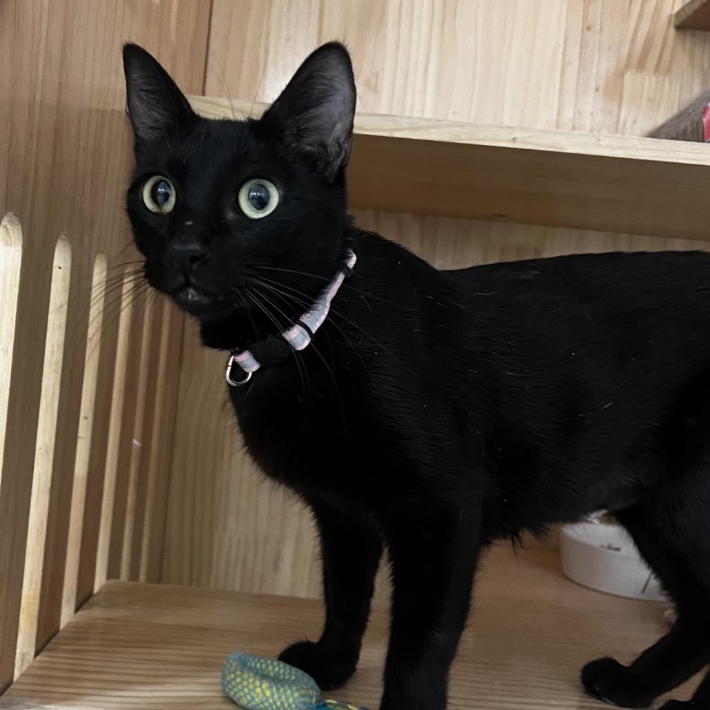 Zuzu, a Adoptable Domestic Short Hair in Yucca Valley, CA image 1/4