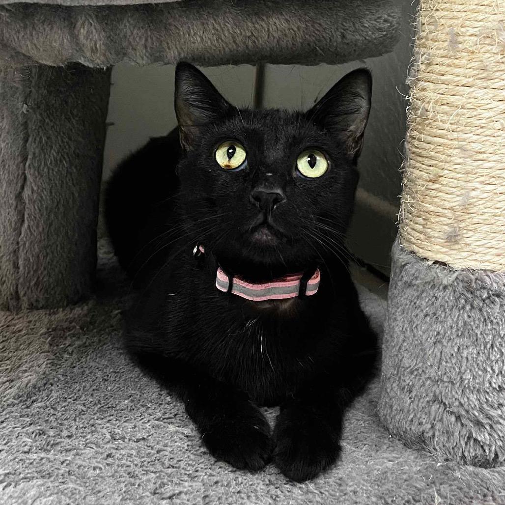Zuzu, a Adoptable Domestic Short Hair in Yucca Valley, CA image 2/4