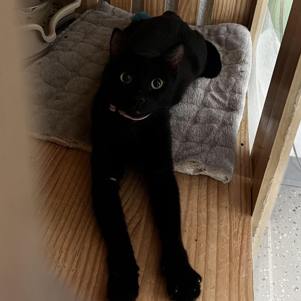 Zuzu, a Adoptable Domestic Short Hair in Yucca Valley, CA image 3/4